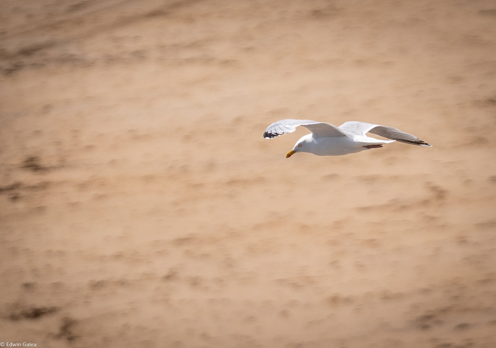 seagull-3.jpg