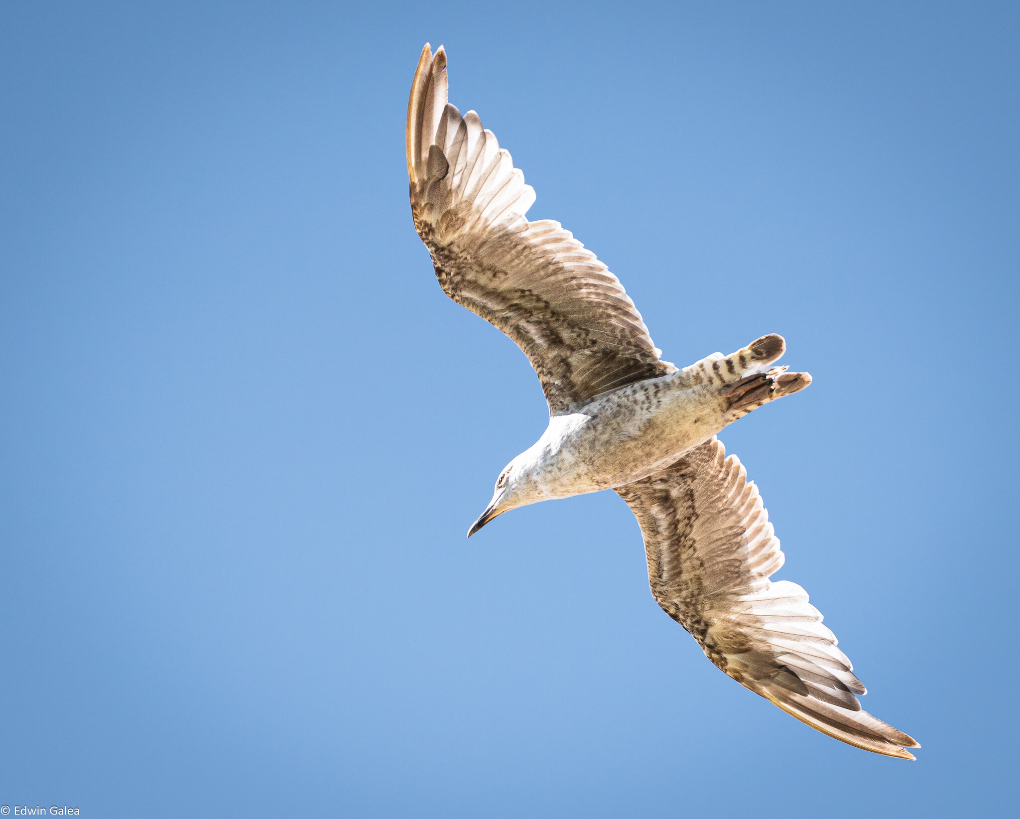 seagull-4.jpg