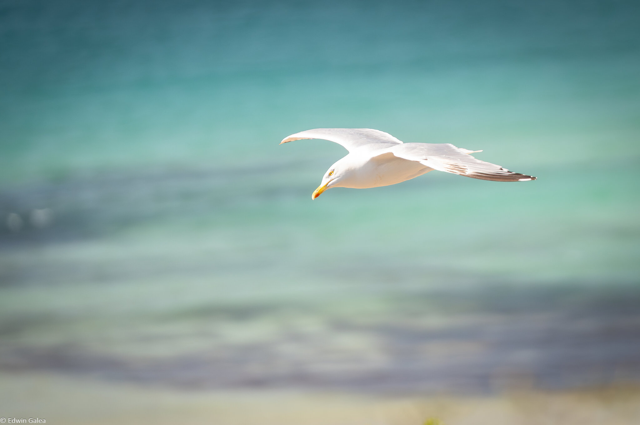 seagull-6.jpg