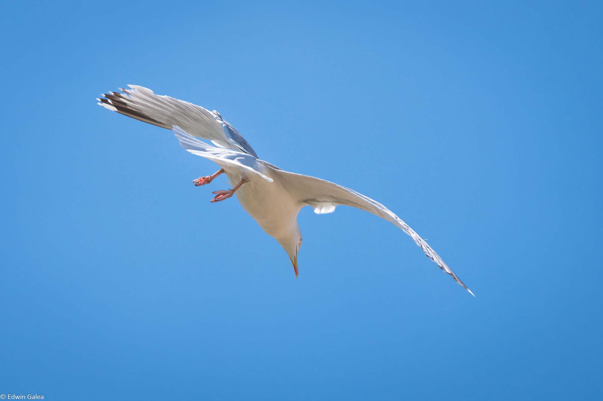 seagull-7.jpg