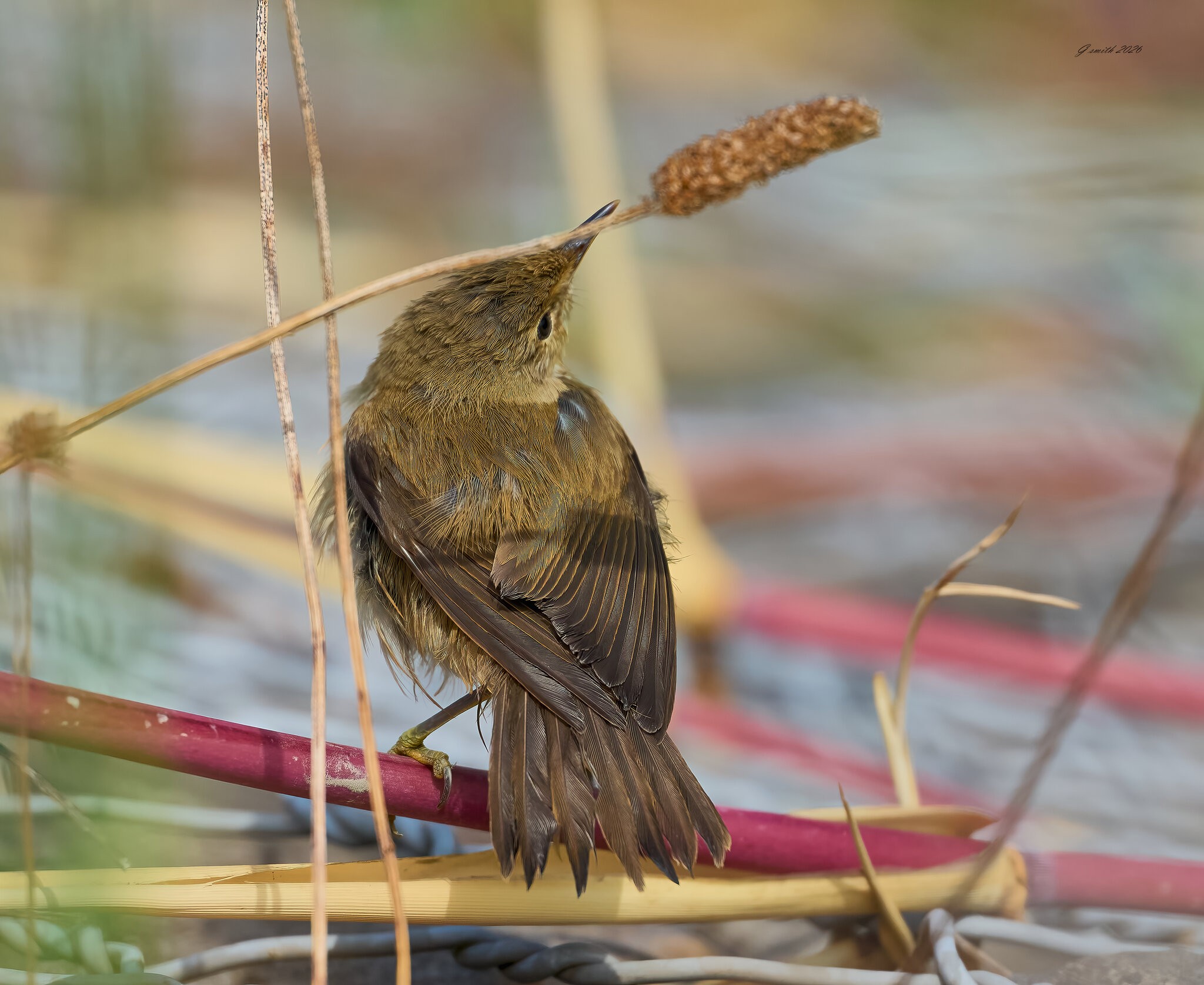 sedge 2026.jpg
