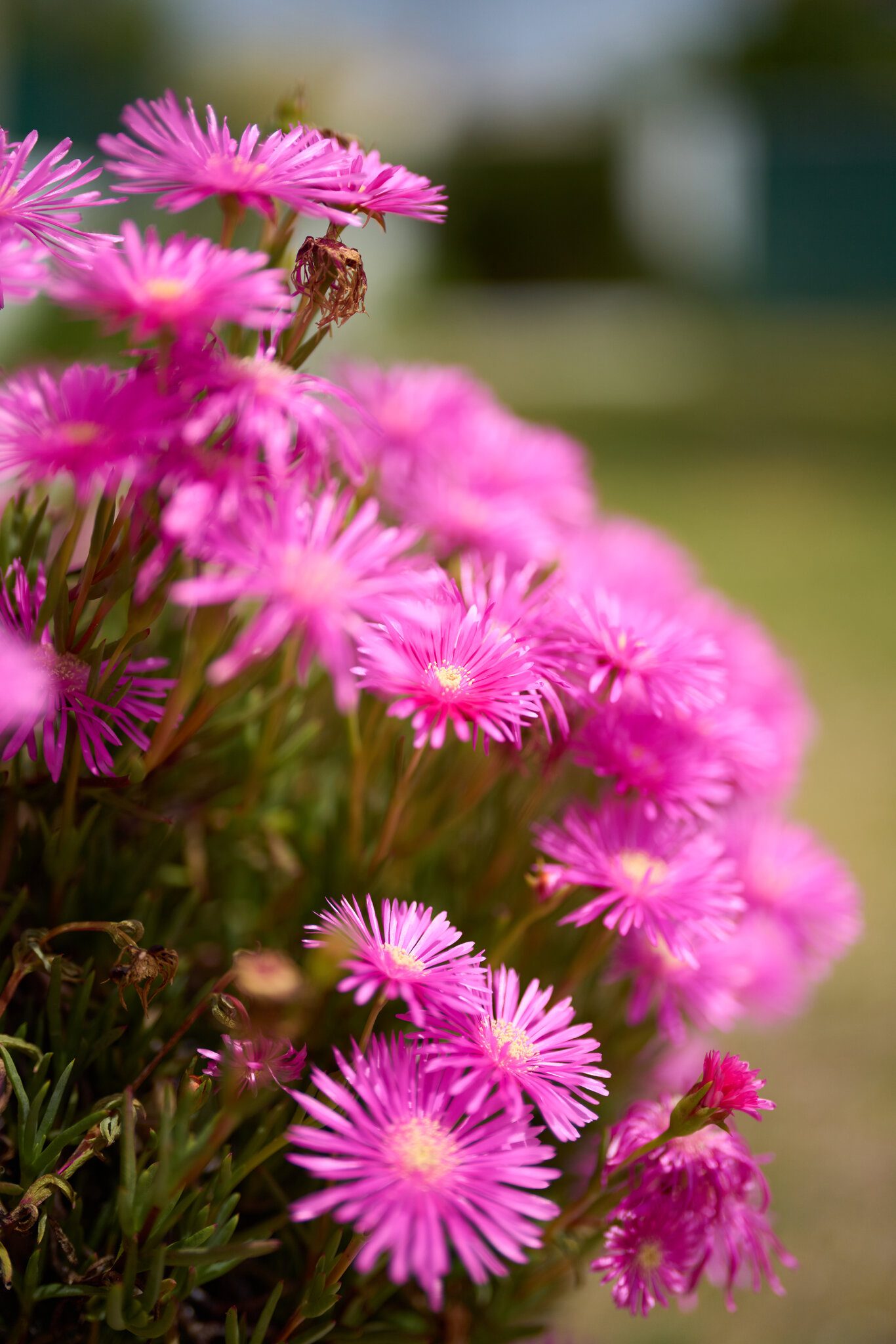 SEL50F12GM-A1_14469-Master.jpg