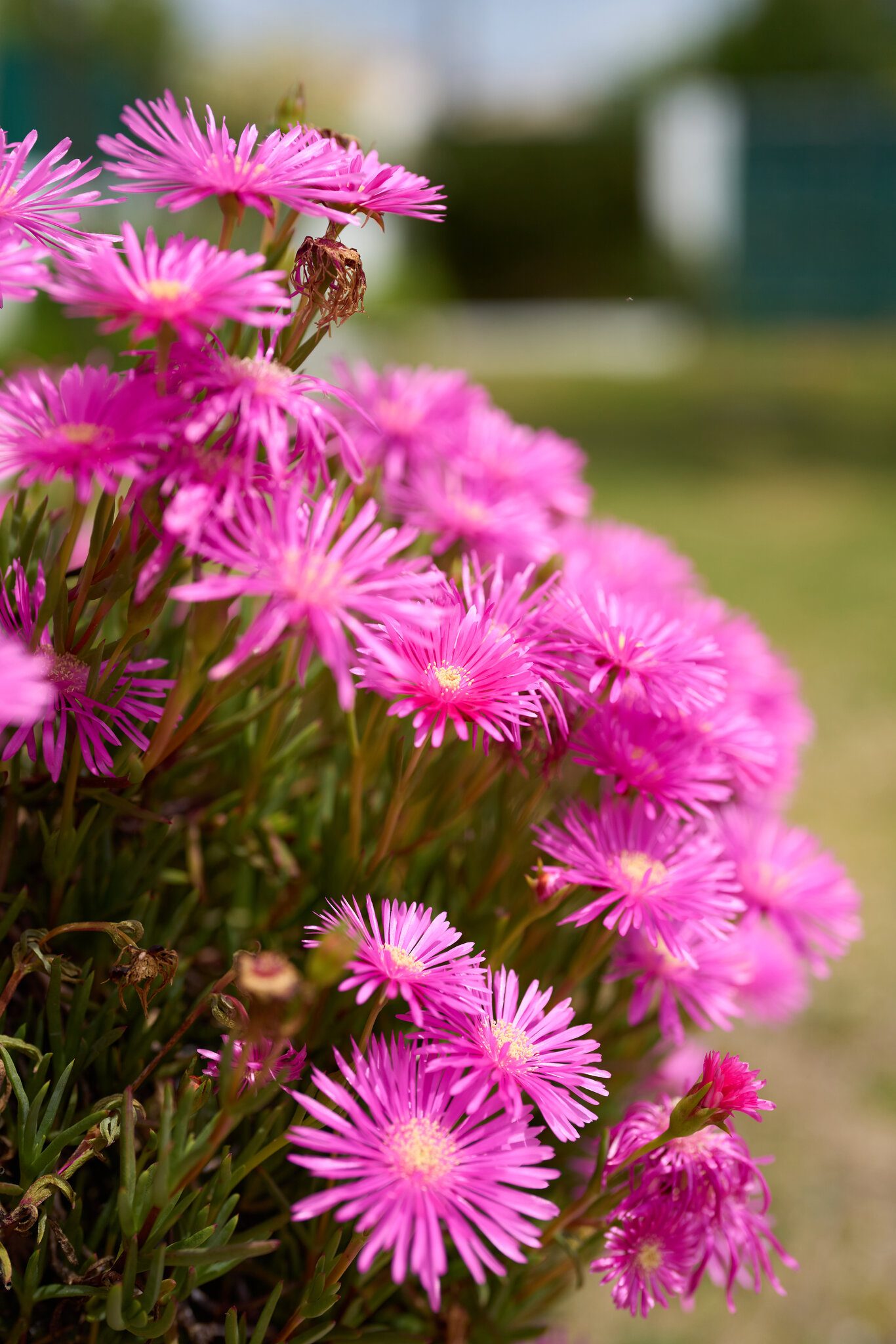 SEL50F12GM-A1_14471-Master.jpg
