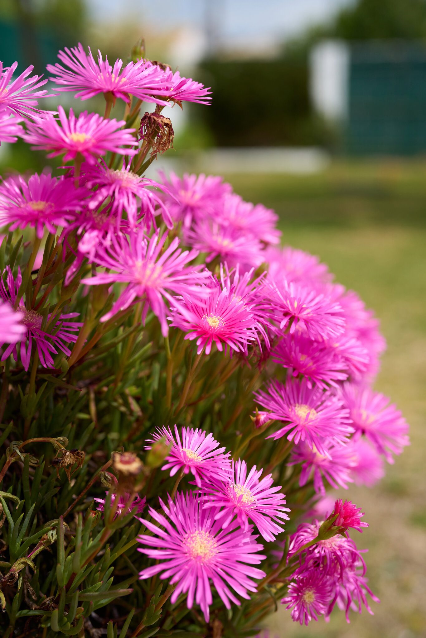 SEL50F12GM-A1_14472-Master.jpg