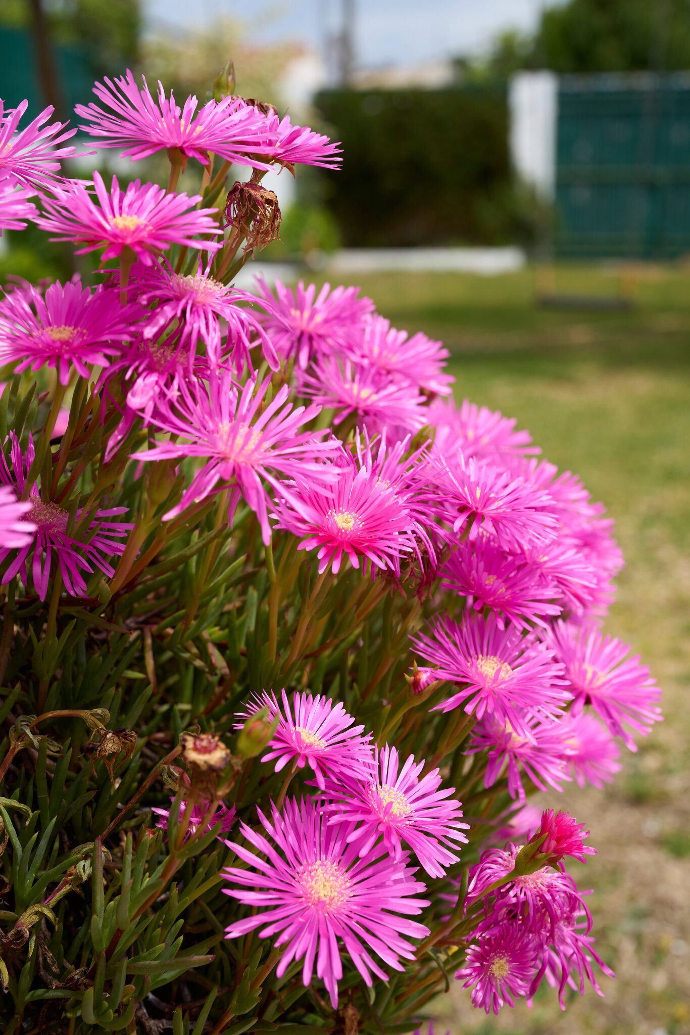 SEL50F12GM-A1_14474-Master.jpg