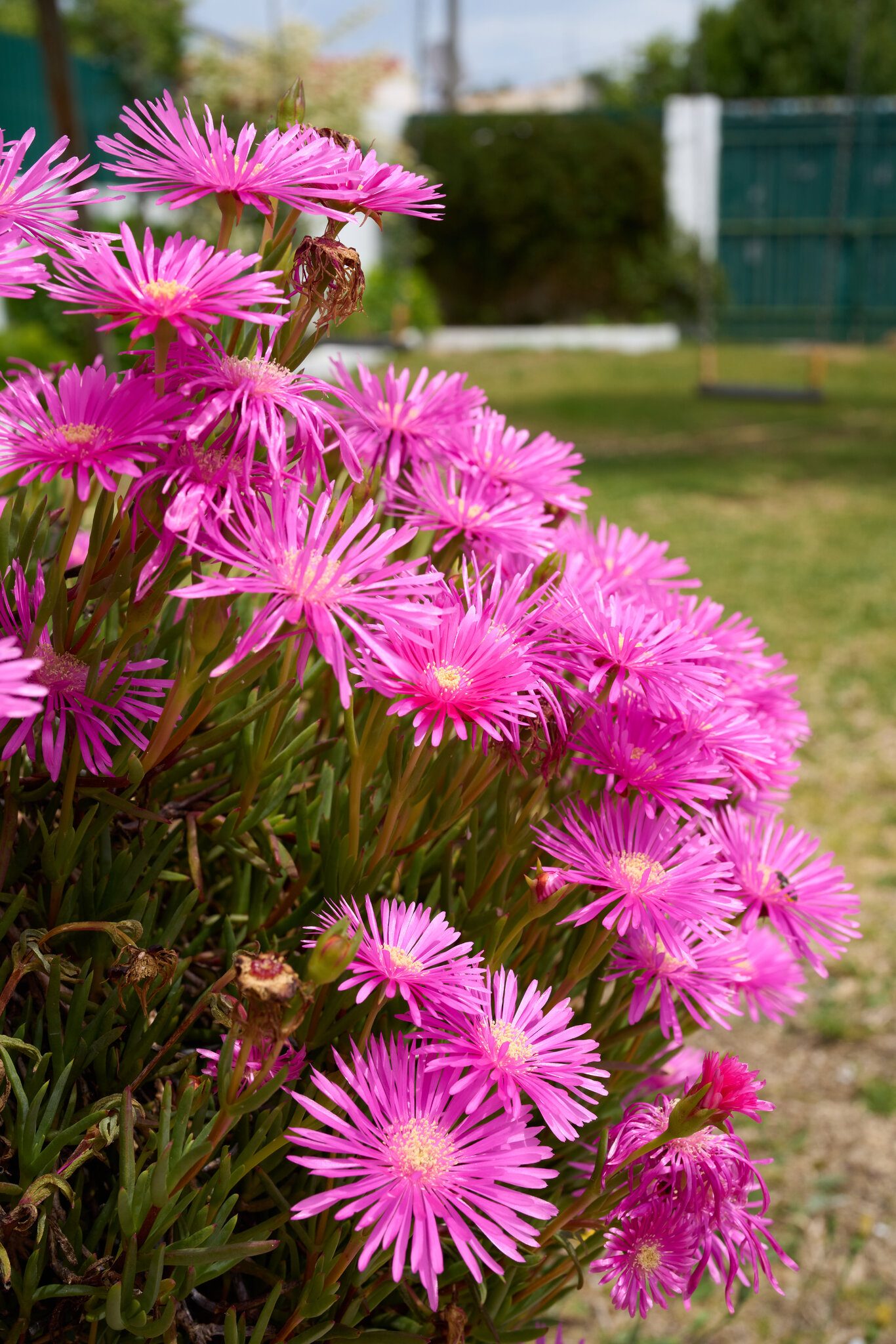 SEL50F12GM-A1_14475-Master.jpg