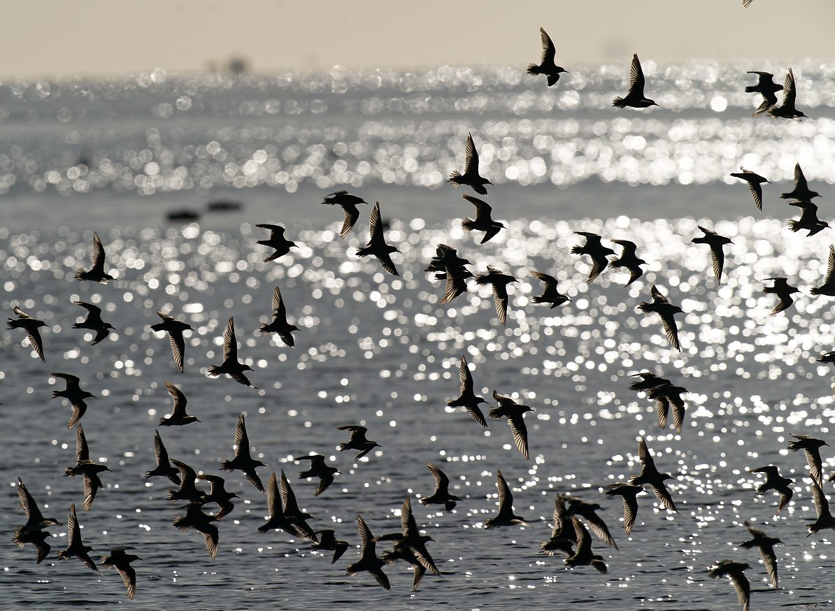 Sharp-tailed Sandpiper flock IF (5).jpg