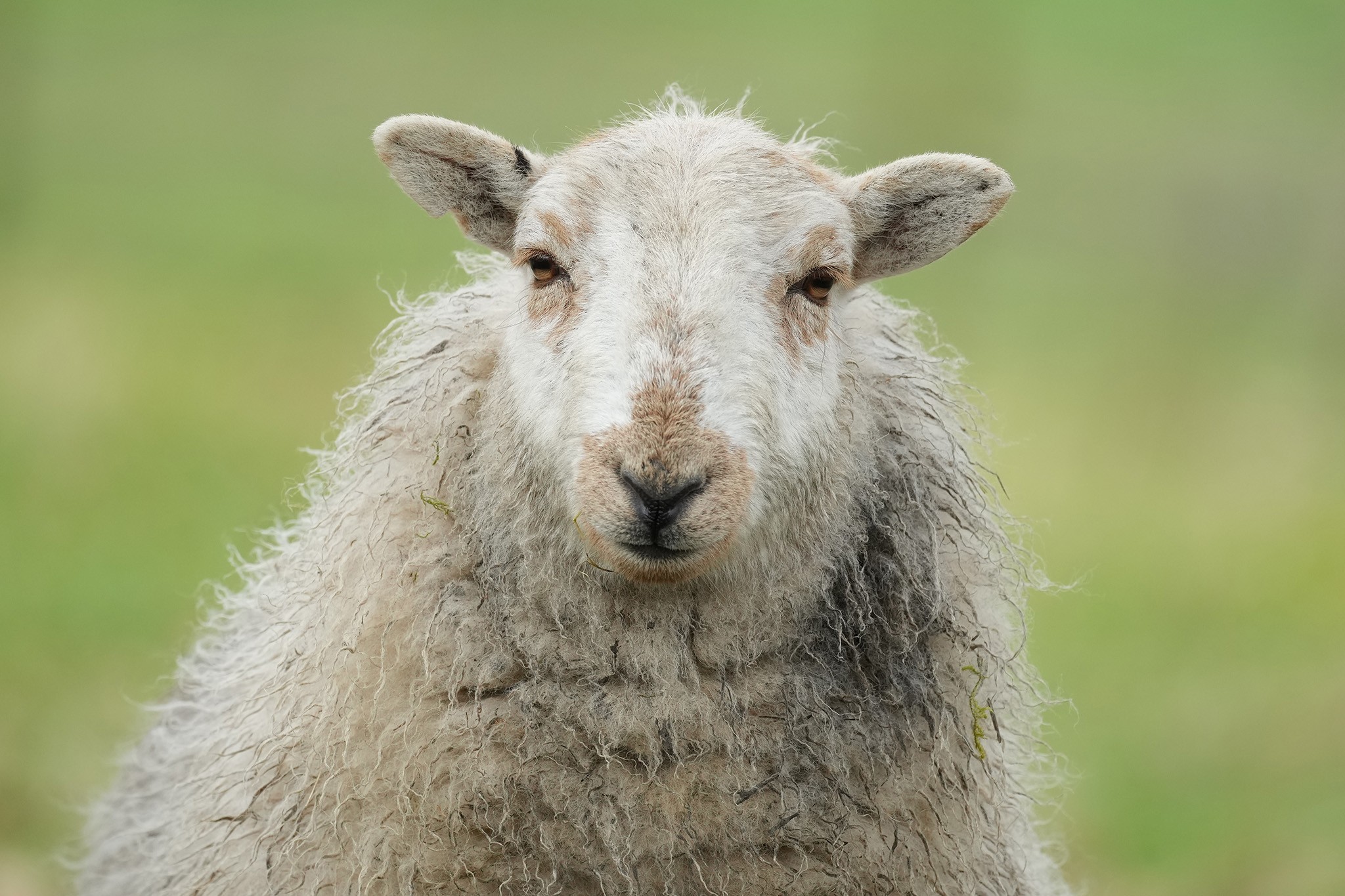 Sheep-DSC01134-2048px.jpg