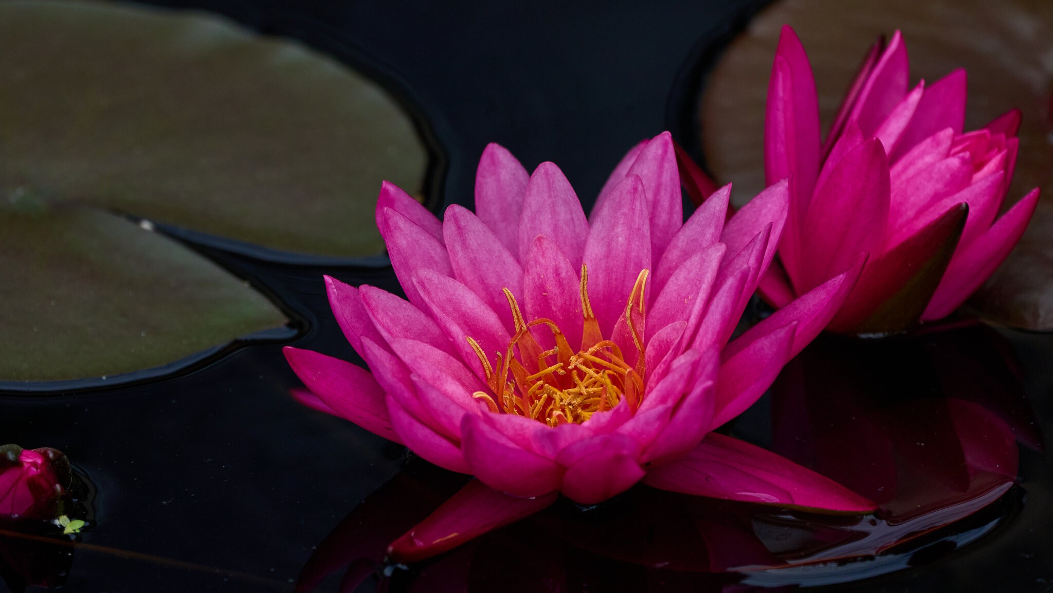 Shell Pink - Longwood - 05242025 - 01.jpg