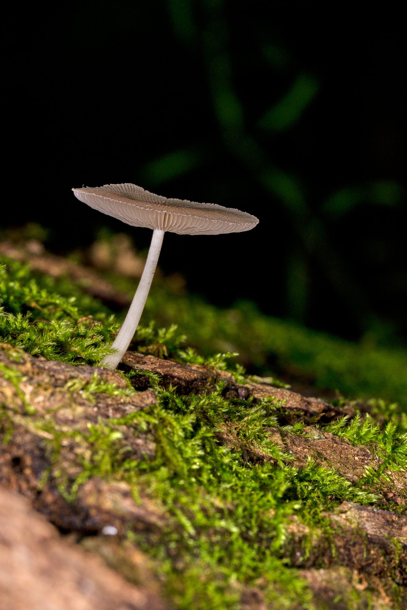 Shield Mushroom - 1St State NP - 08142026 - 01.jpg