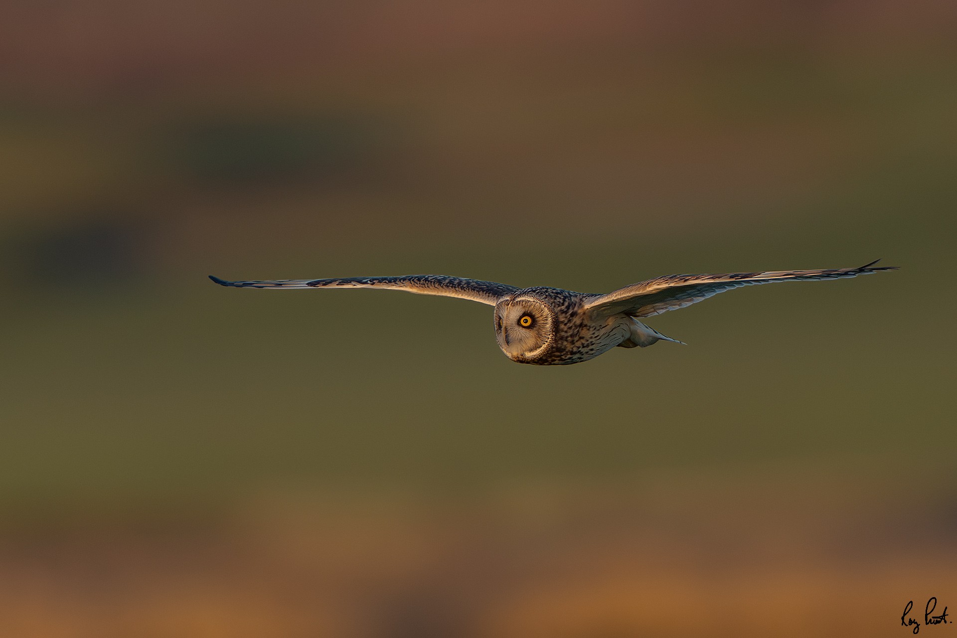Short-eared-Owl-2267.jpg