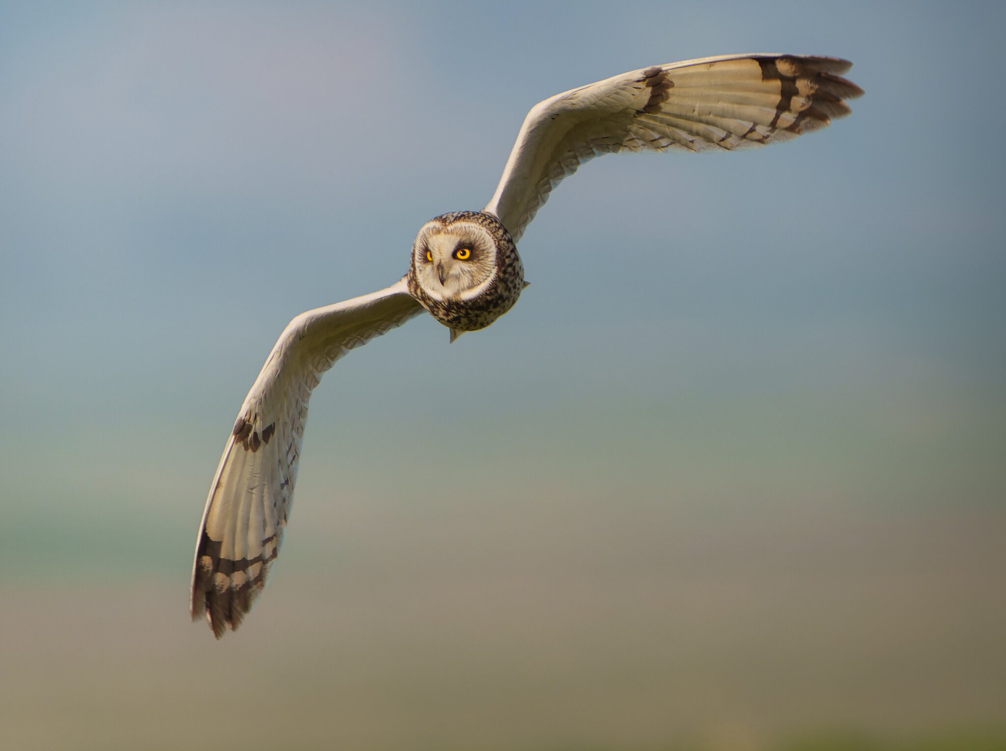 Short Eared Owl Asio Flammeus (3).jpg