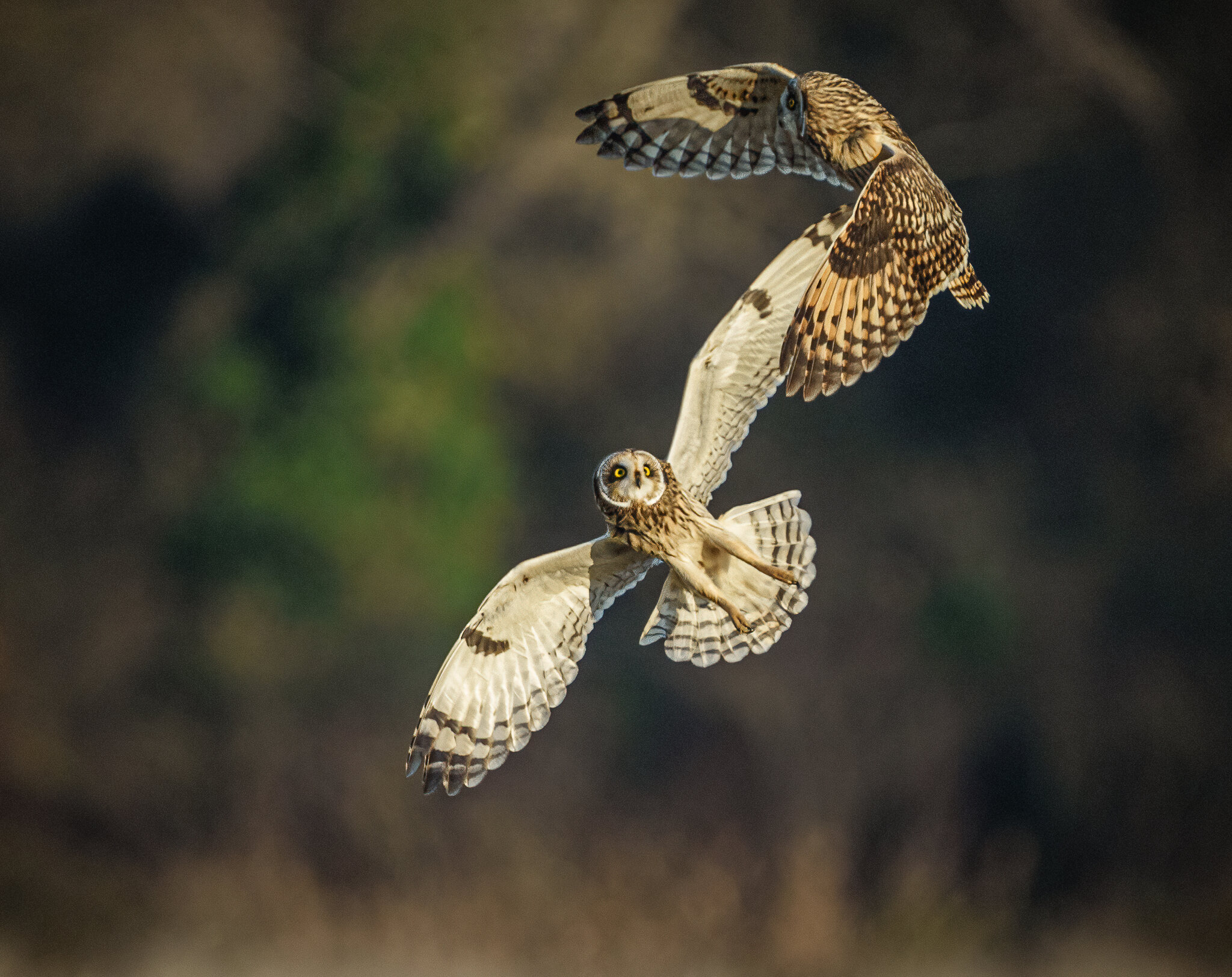 Short Eared Owls Spat (1 of 1).jpg