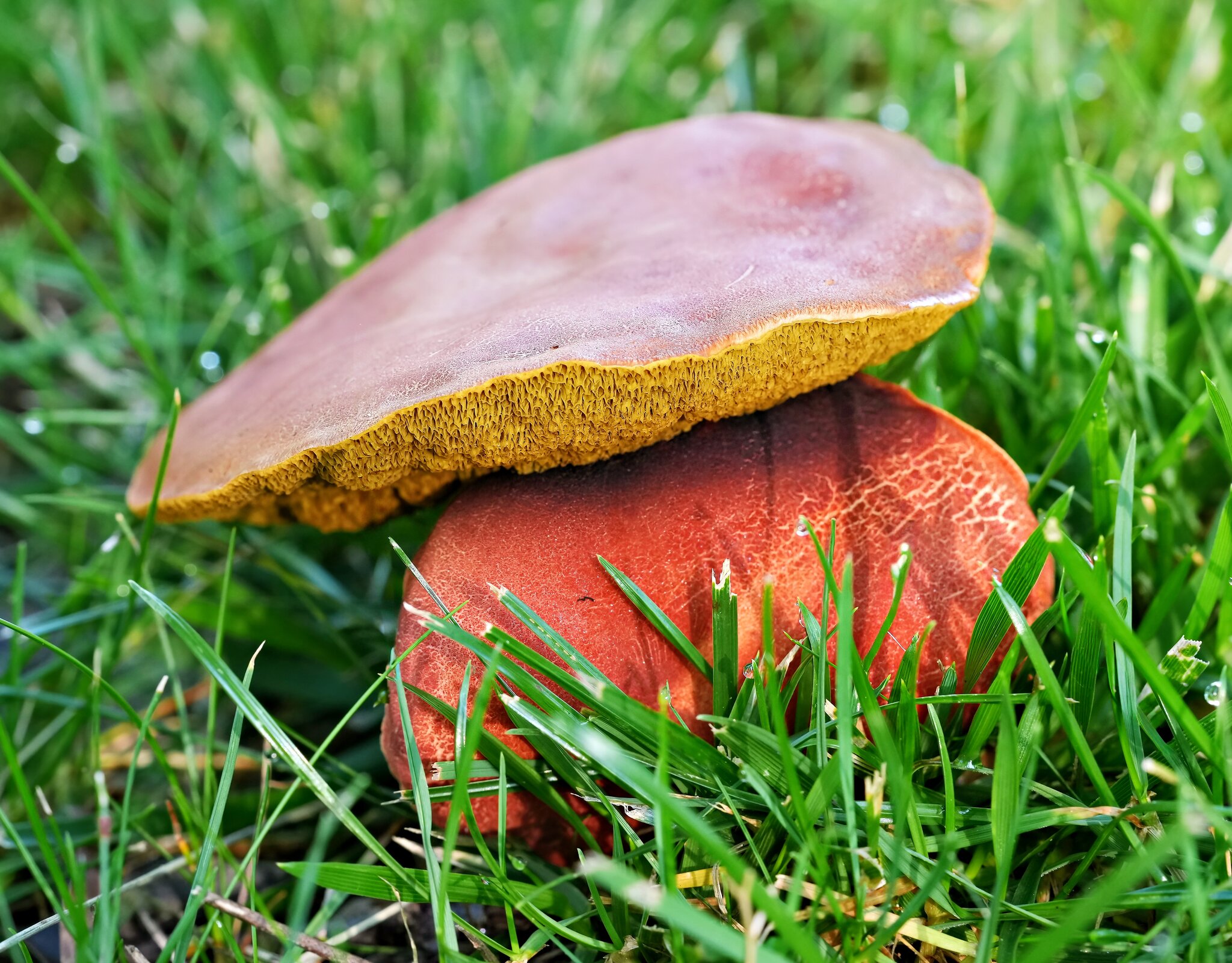 Shroom2 Final.jpg