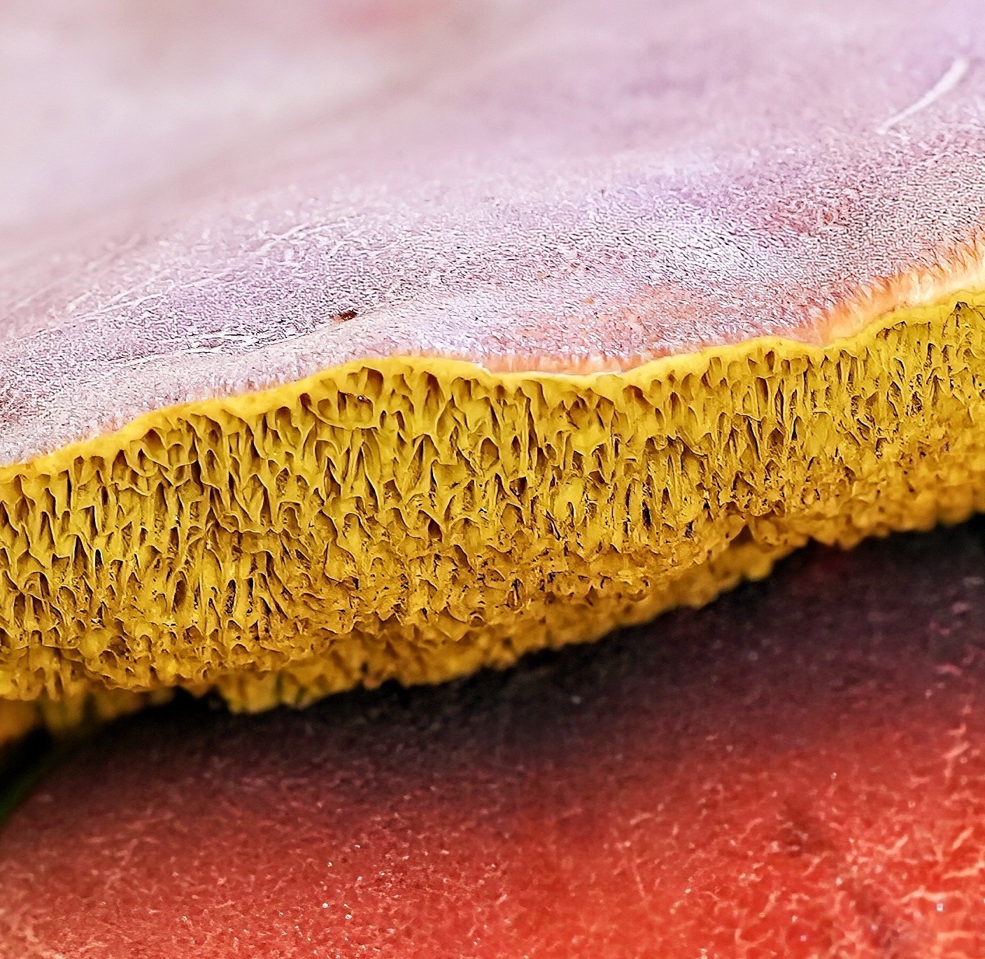Shroom2CU.jpg