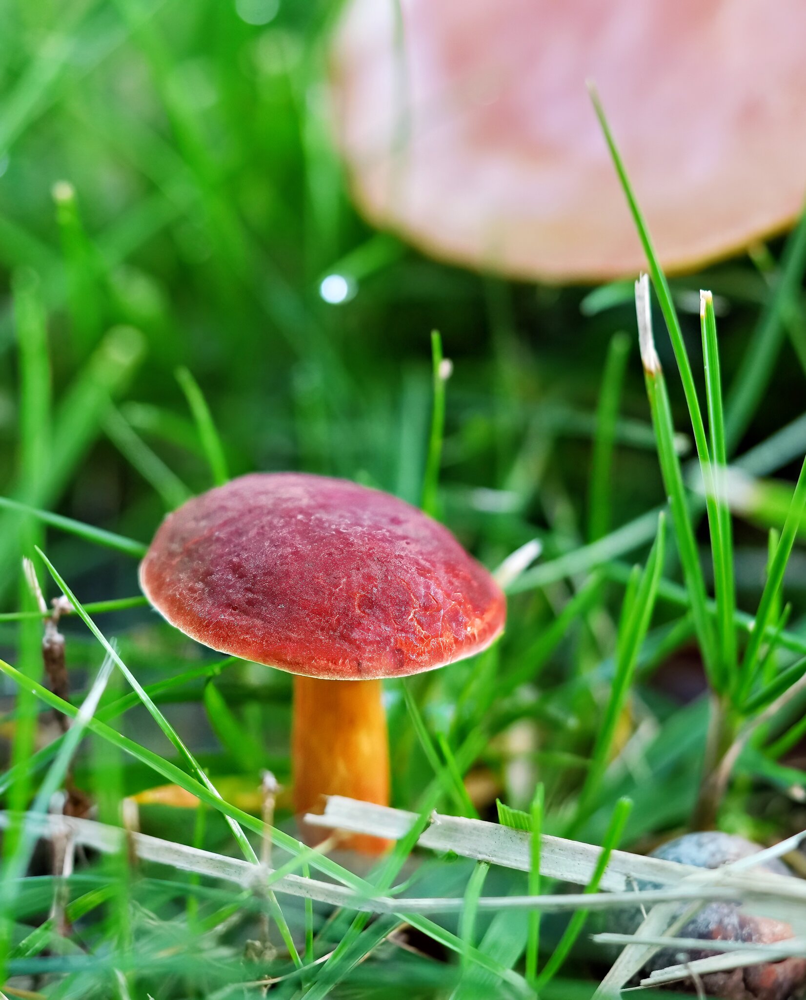 Shroom3 Final.jpg