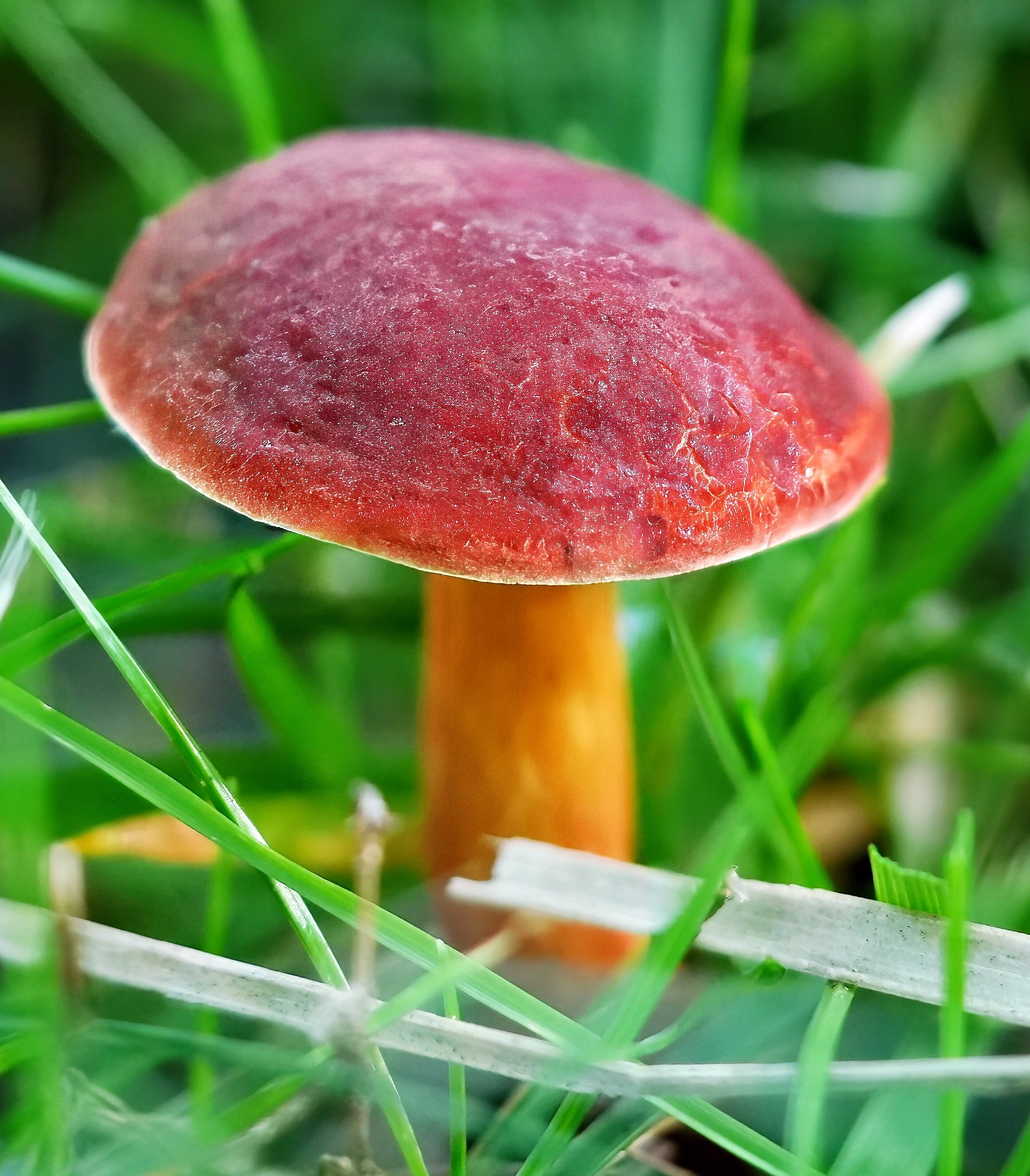 Shroom3CU.jpg