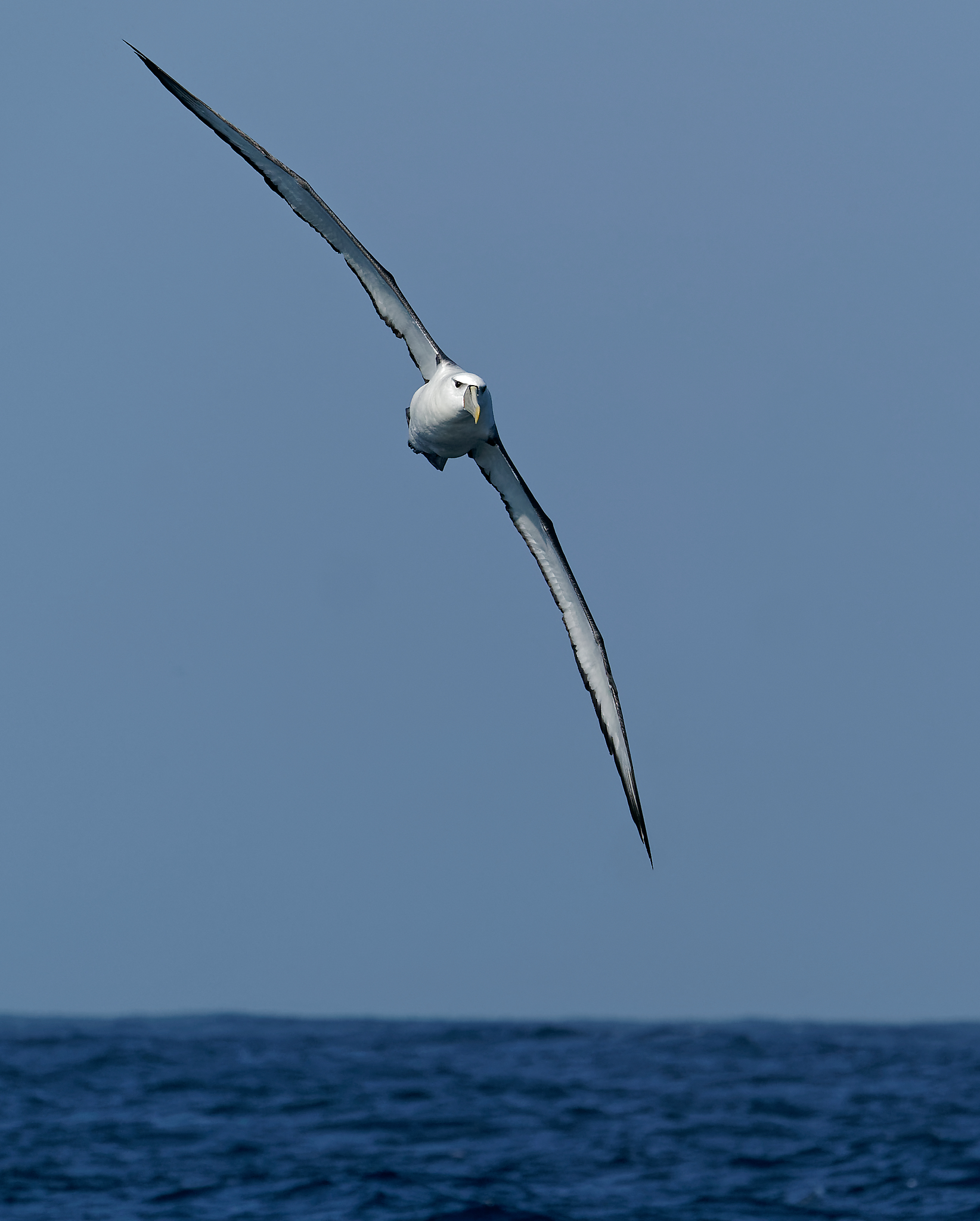 Shy Albatross Port Fairy pelagic (39).jpg