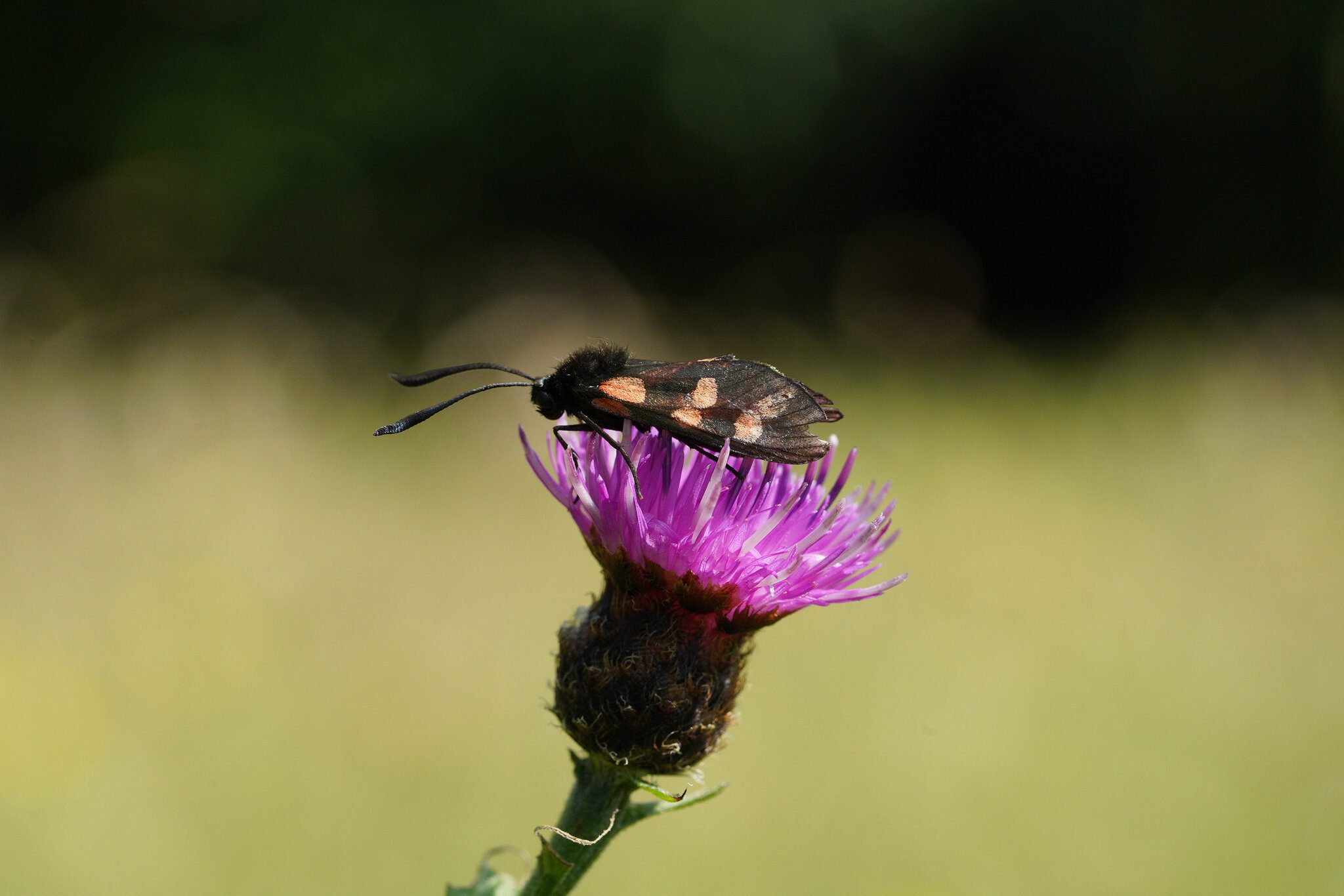 six-spot-burnet-moth-3000px.jpg