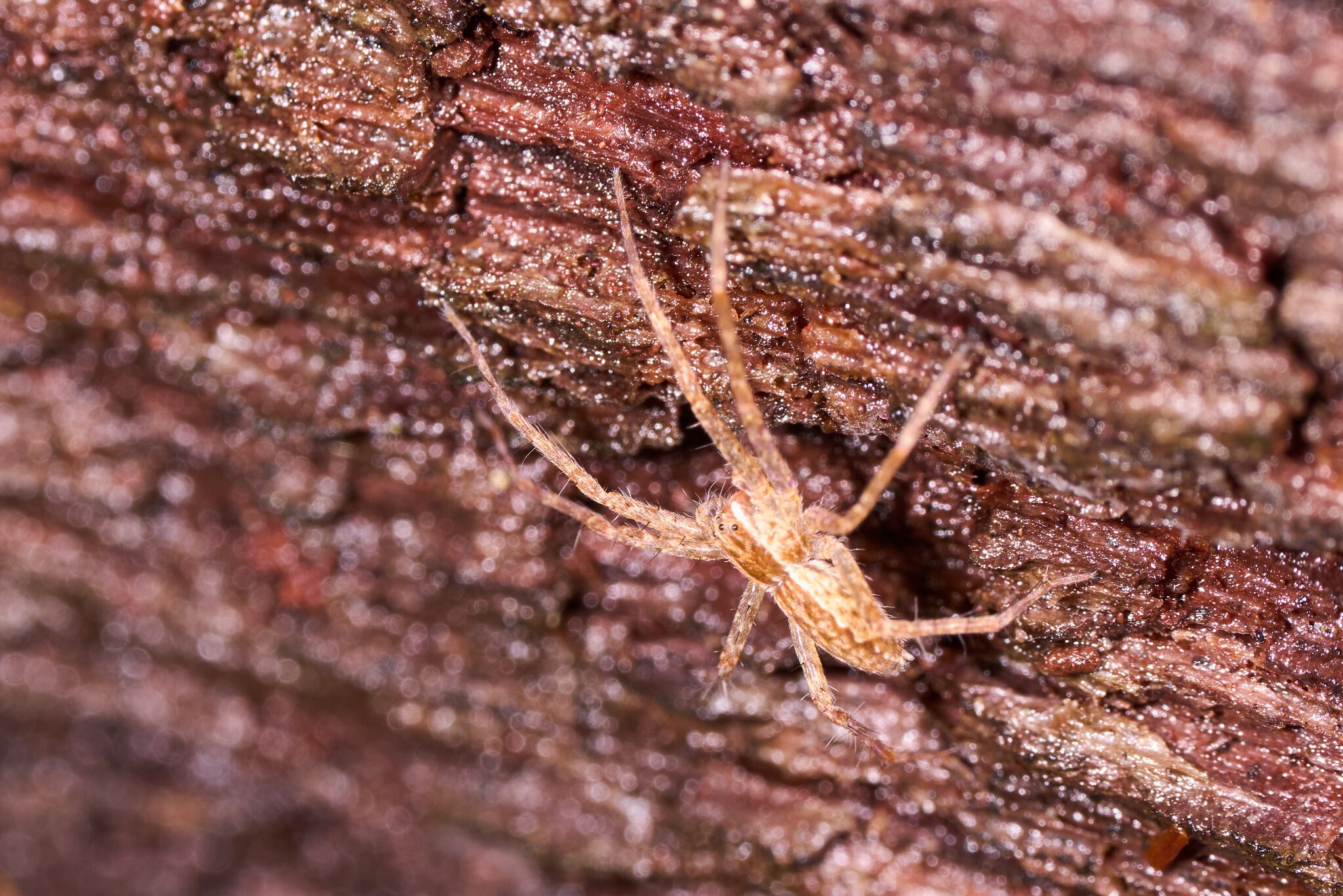 Six-spotted Fishing Spider - Arden Woods - 08092026 - 01.jpg