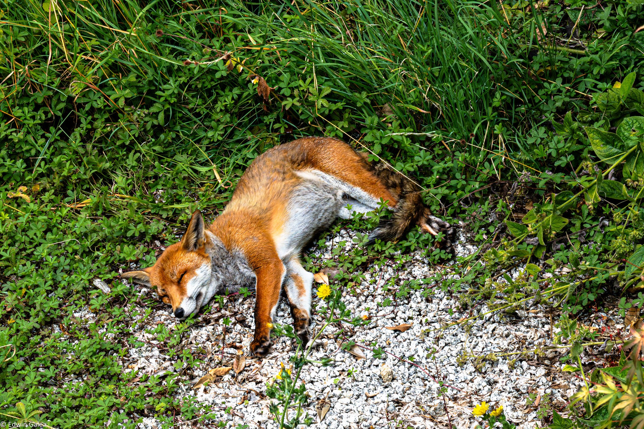 sleeping fox-1.jpg