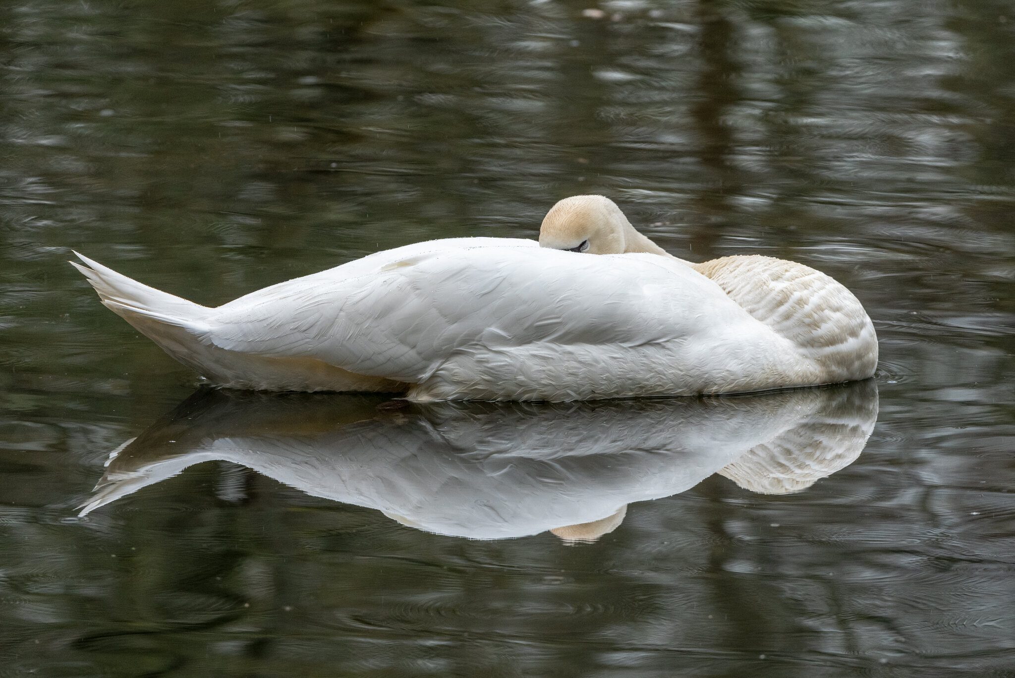 Sleeping Swan @ Rozelle3.jpg