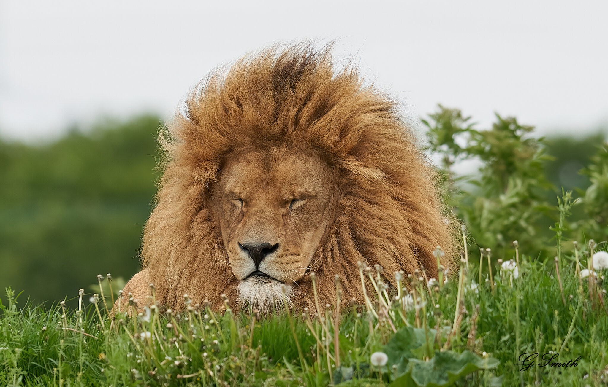 sleepy lion.jpg