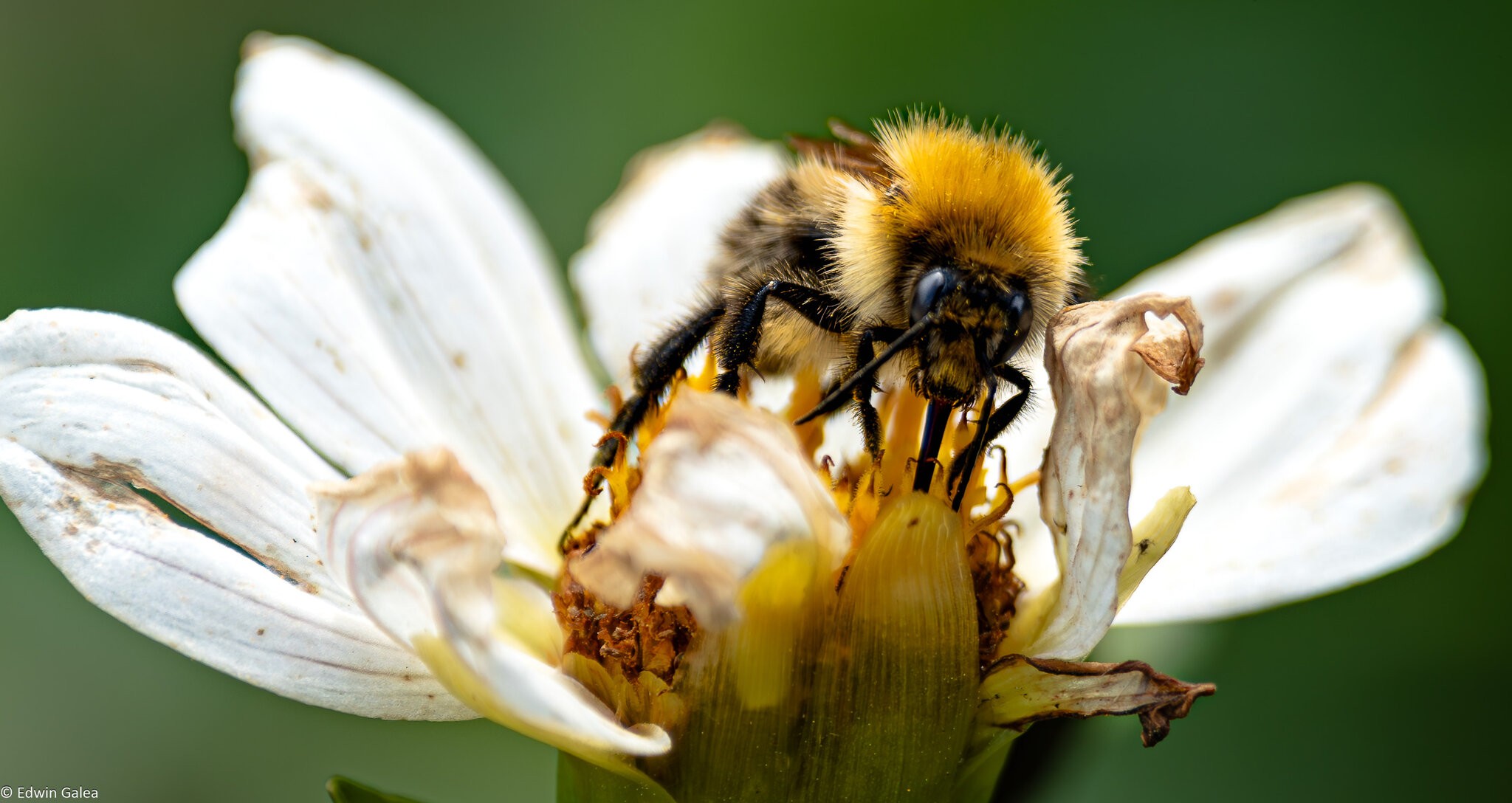 slim pickings for bees-2.jpg