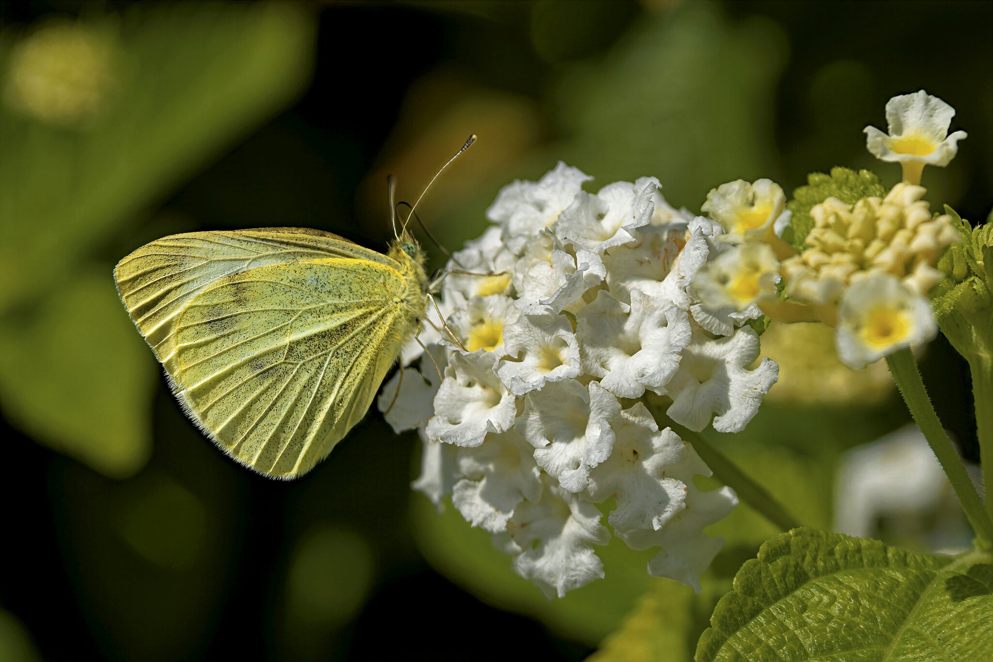 Small White.jpg