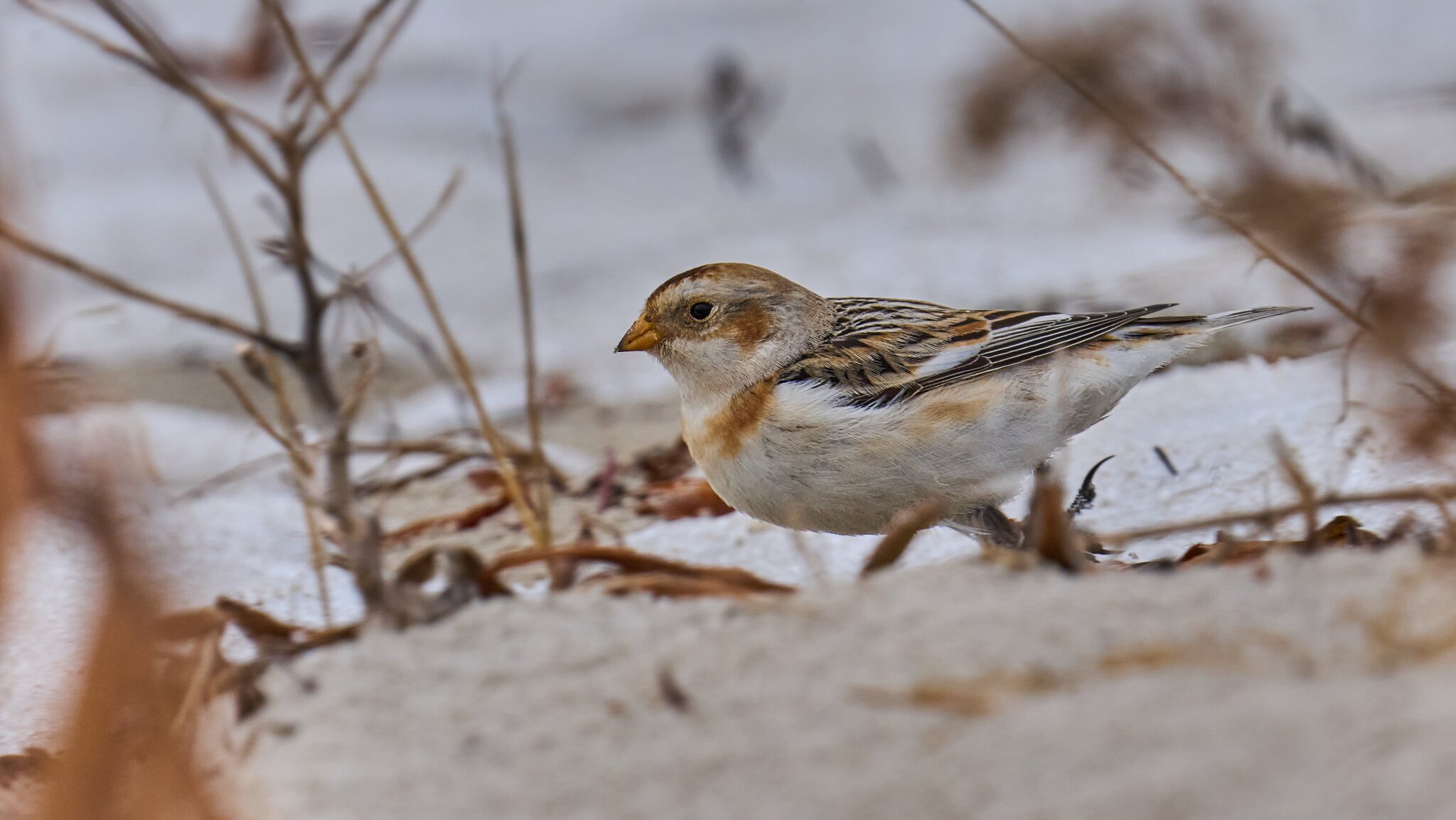 Snow Bunting - Barnegat - 02162026 - 05 - DN.jpg