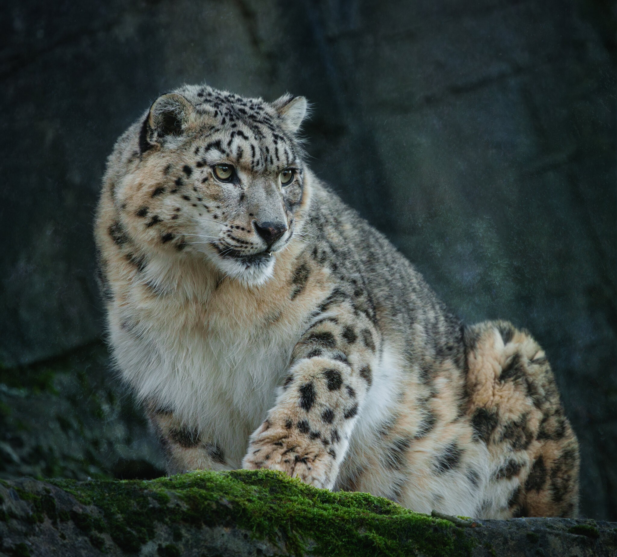 Snow Leopard (2).jpg
