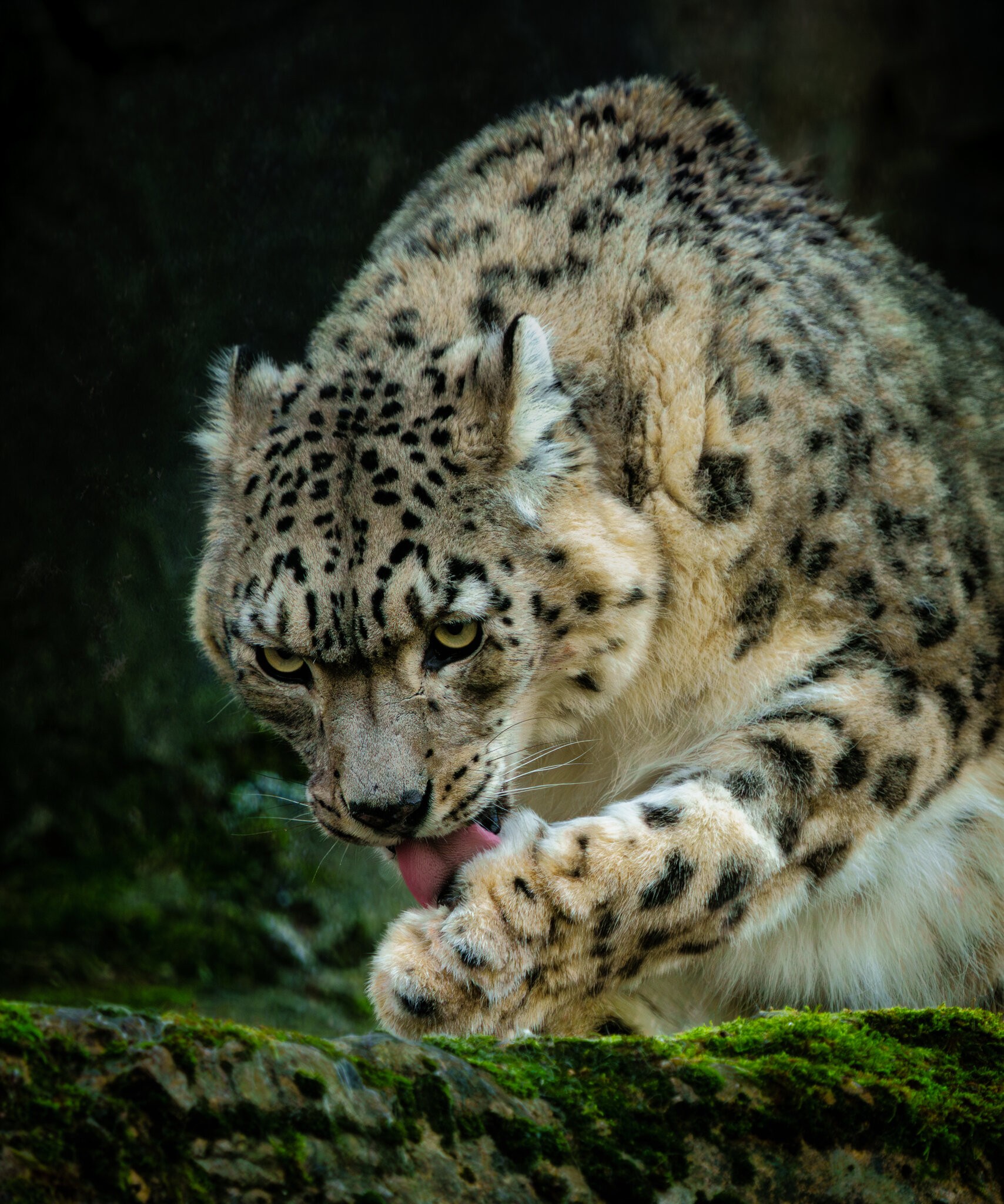 Snow Leopard.jpg