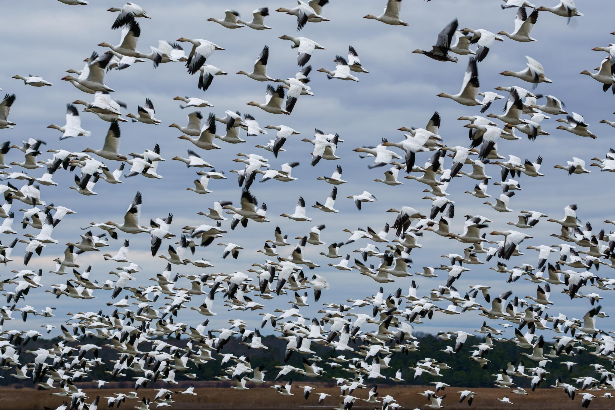 snow_geese.jpg