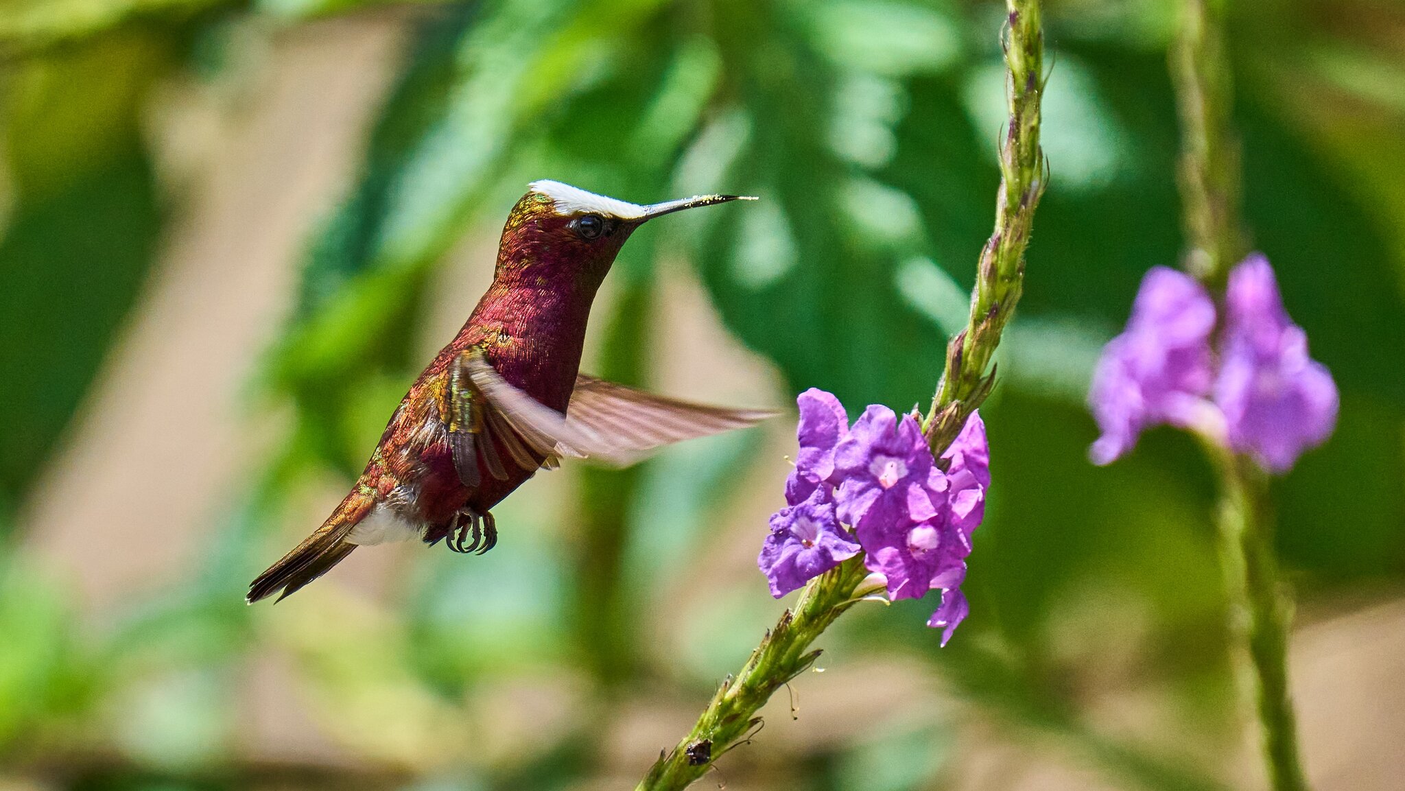 Snowcap - Costa Rica - 03042024 - 0- DN.jpg