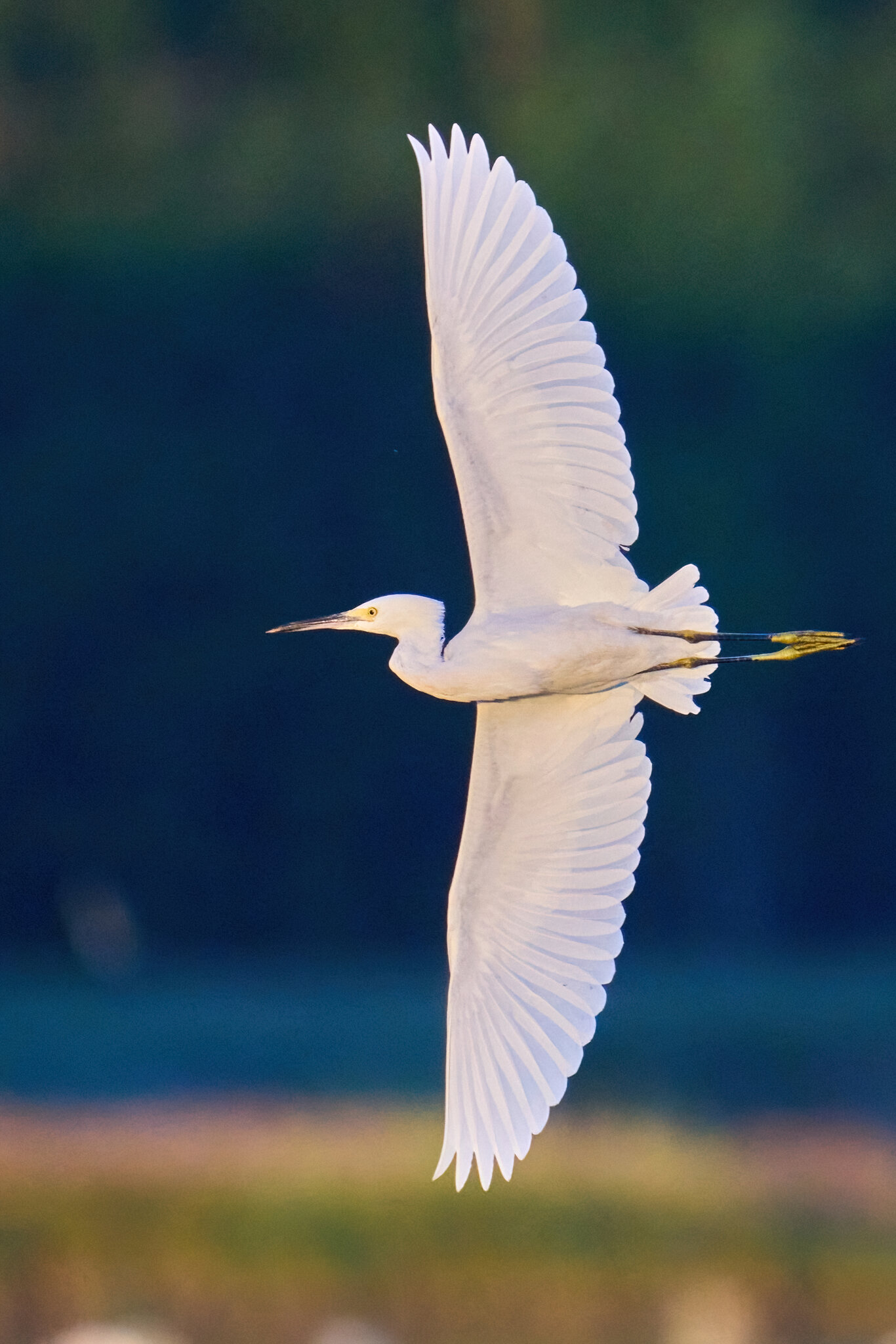 Snowy Egret - Bombay Hook NWR - 08142022 - 01-DN.jpg