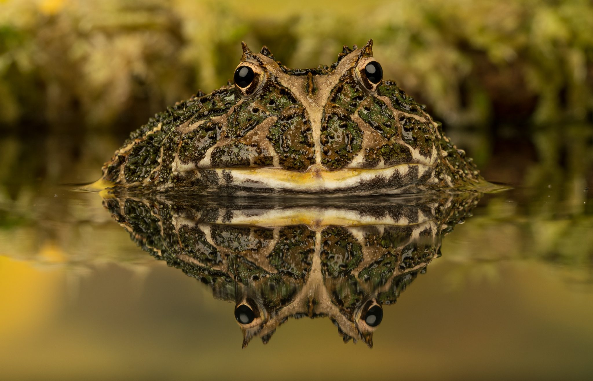 South American Horned Frog (1).jpg