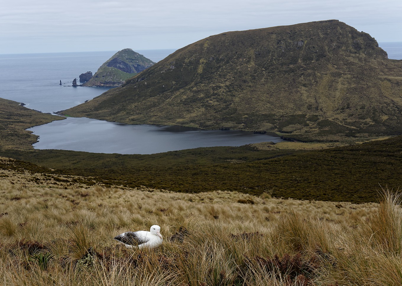 Southern Royal Albatross habitat 3 1360.jpg