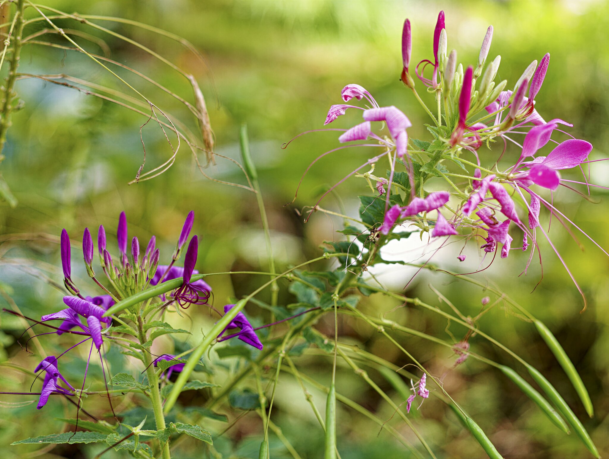 SP Garden.jpg