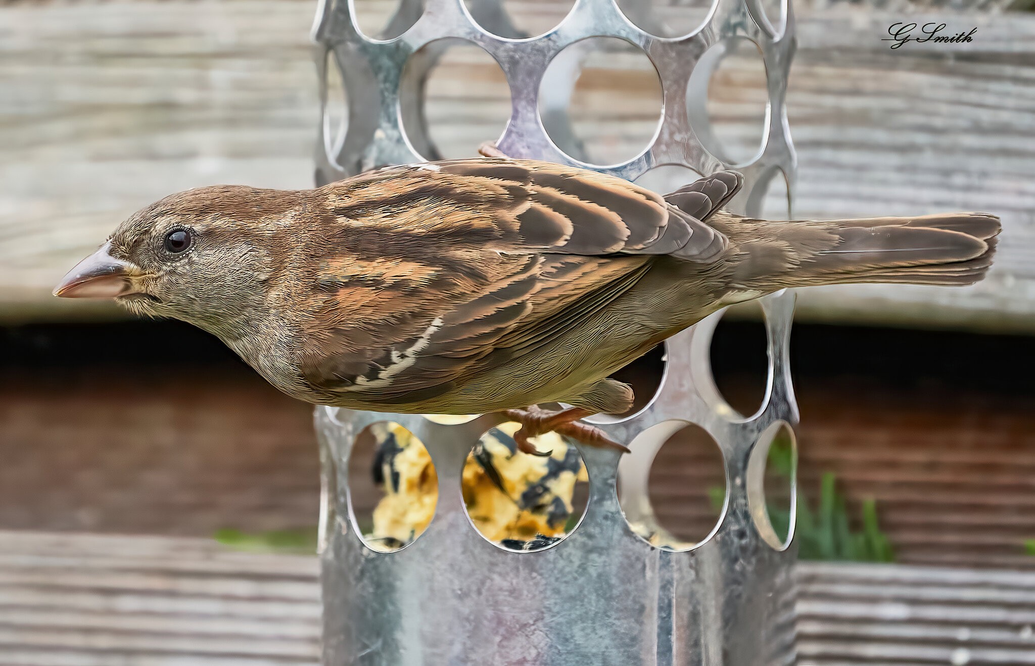 sparrow 2022 1 (2).jpg