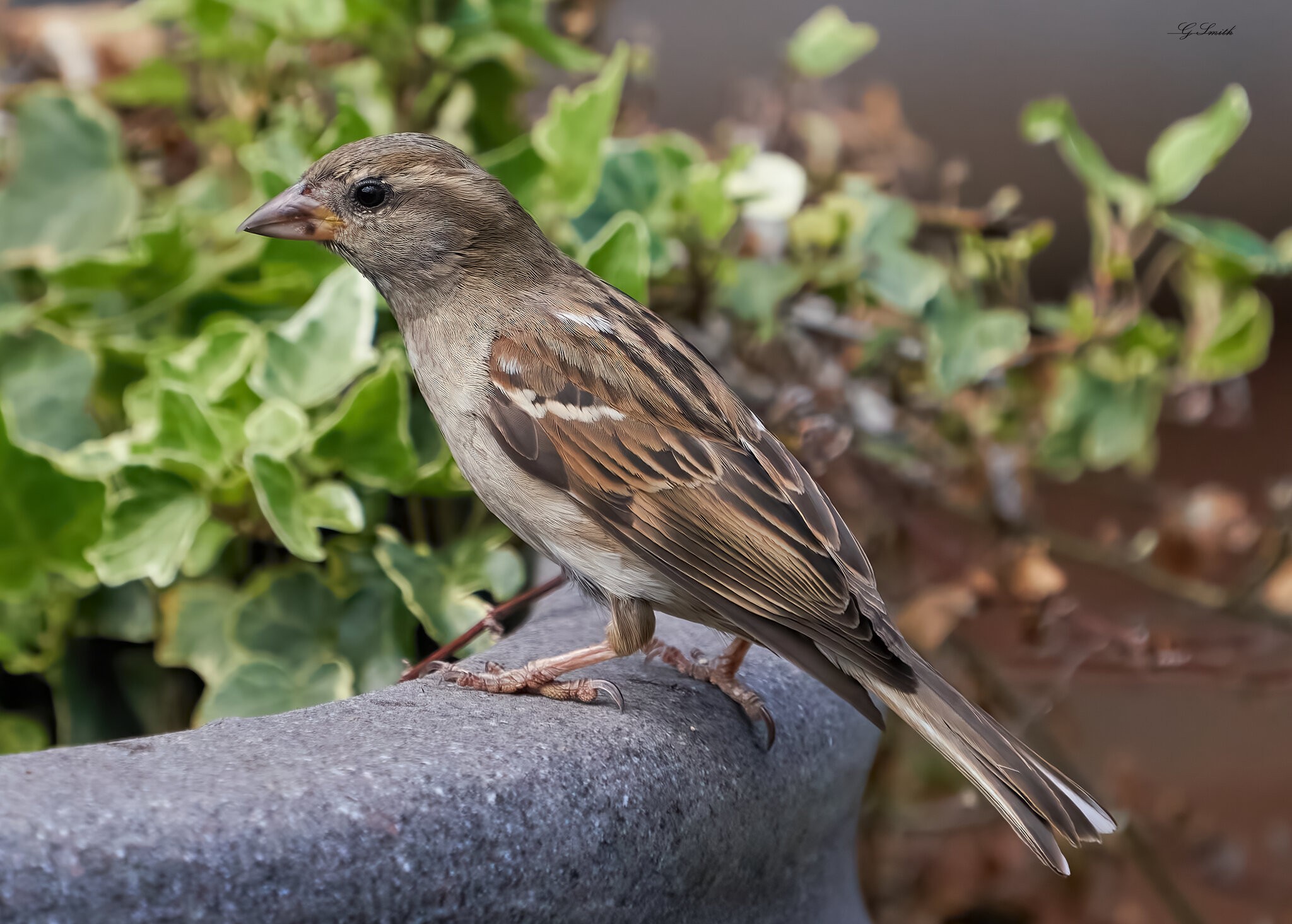 sparrow 2022 24.jpg