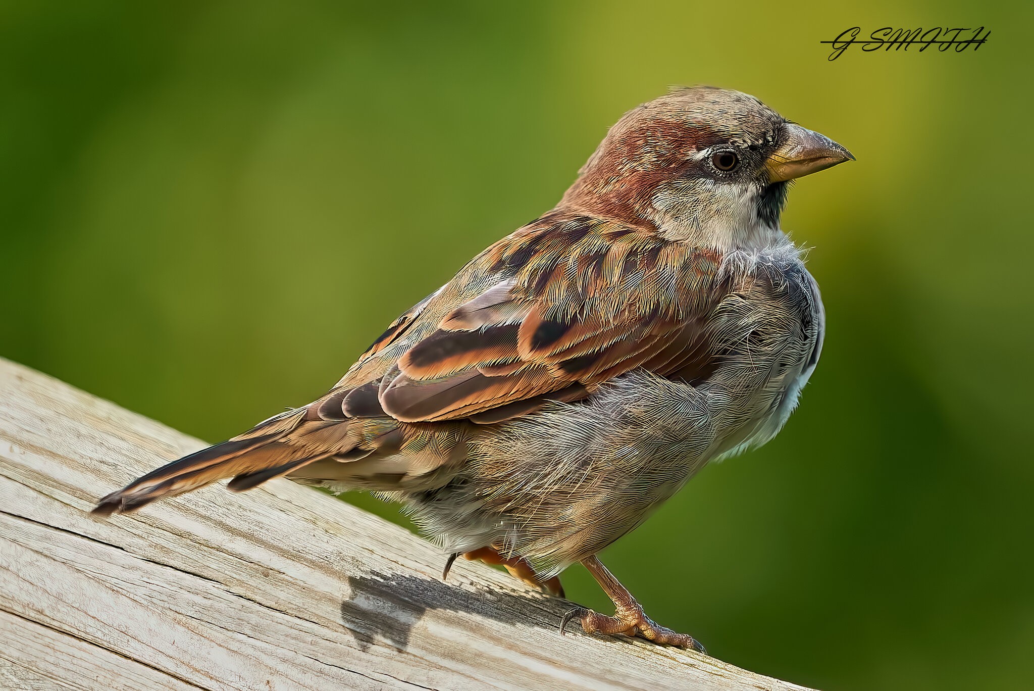 sparrow 2022 (4).jpg