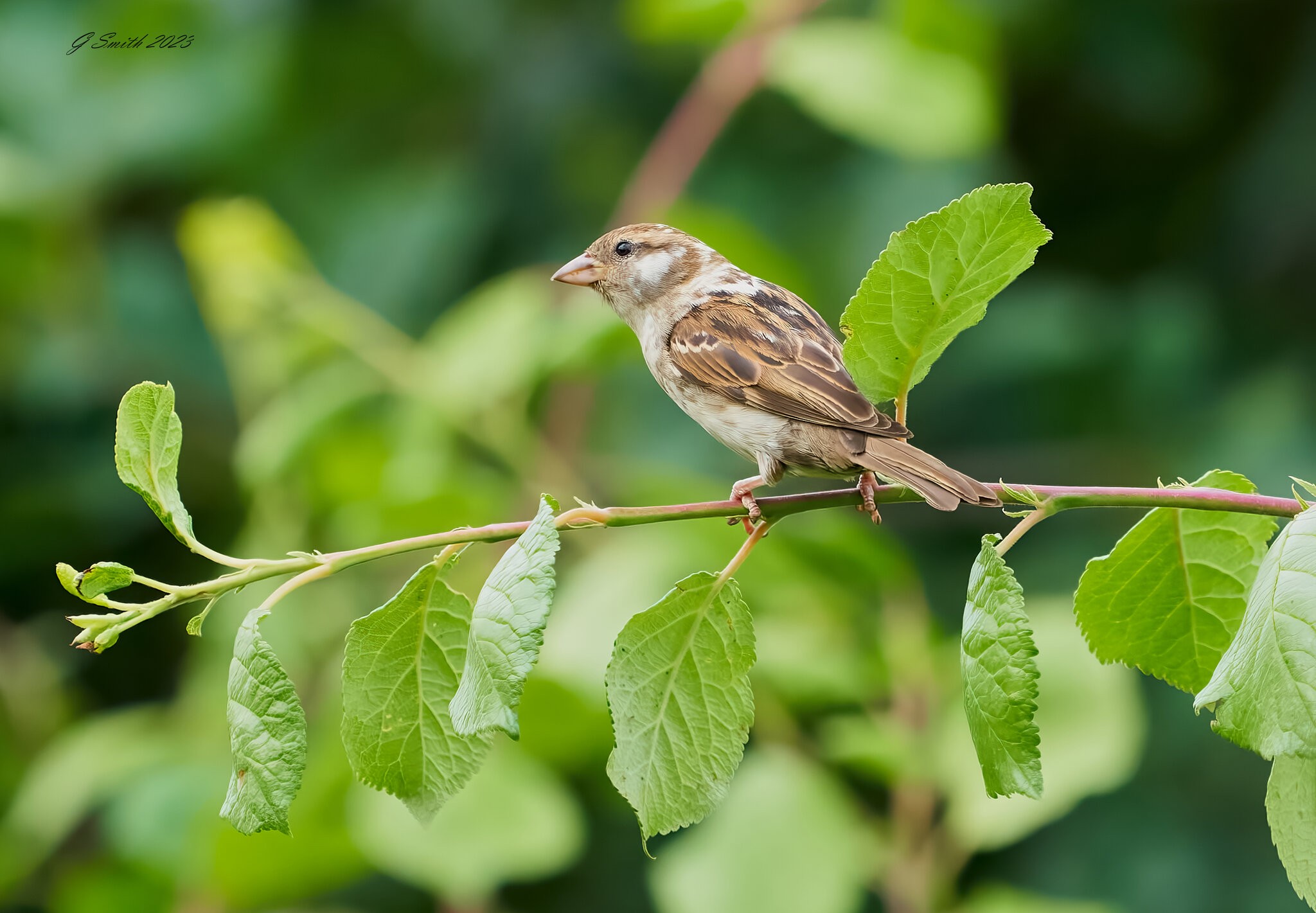 sparrow 2023 5.jpg