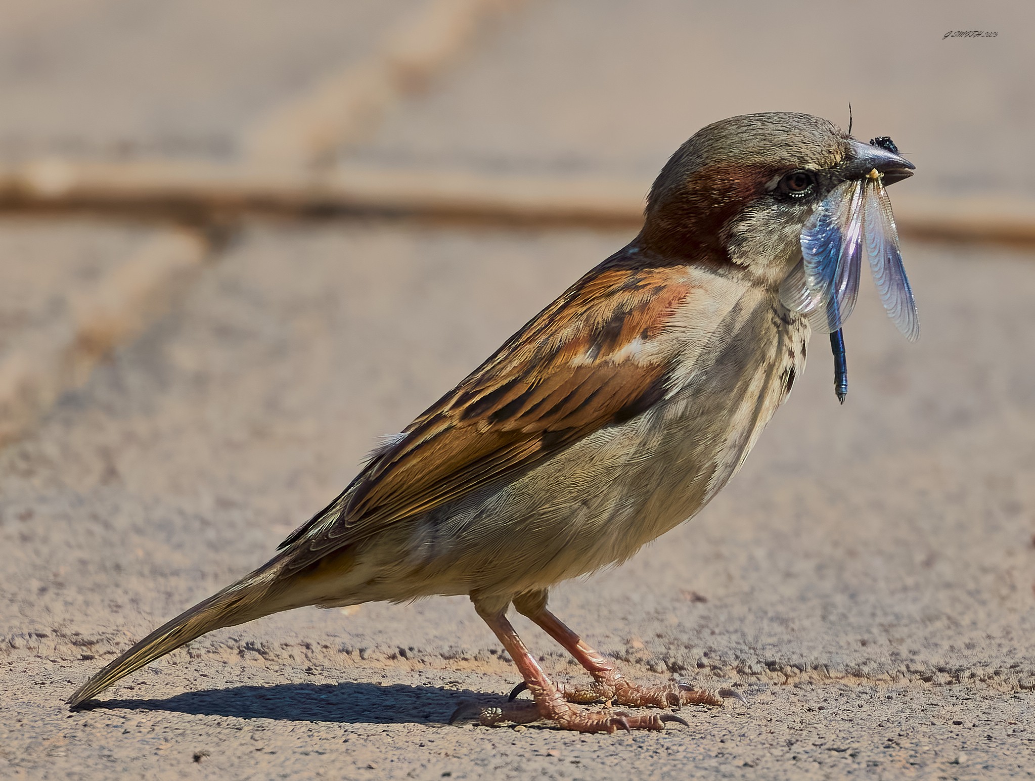 sparrow 2025.jpg