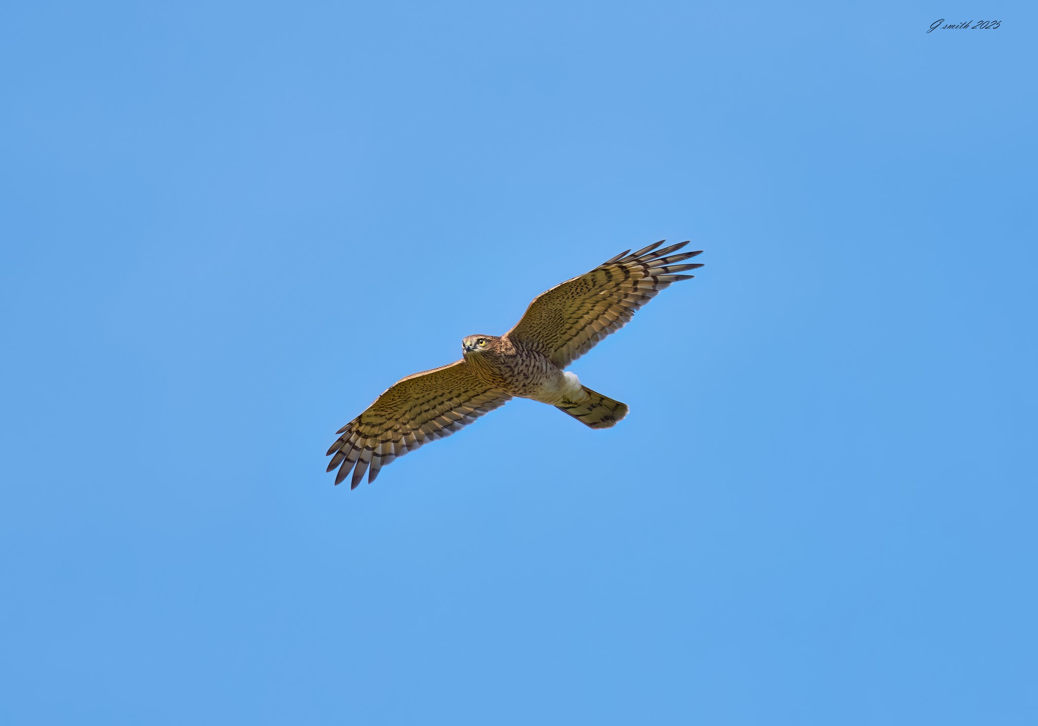 sparrow hawk 2025_24.jpg
