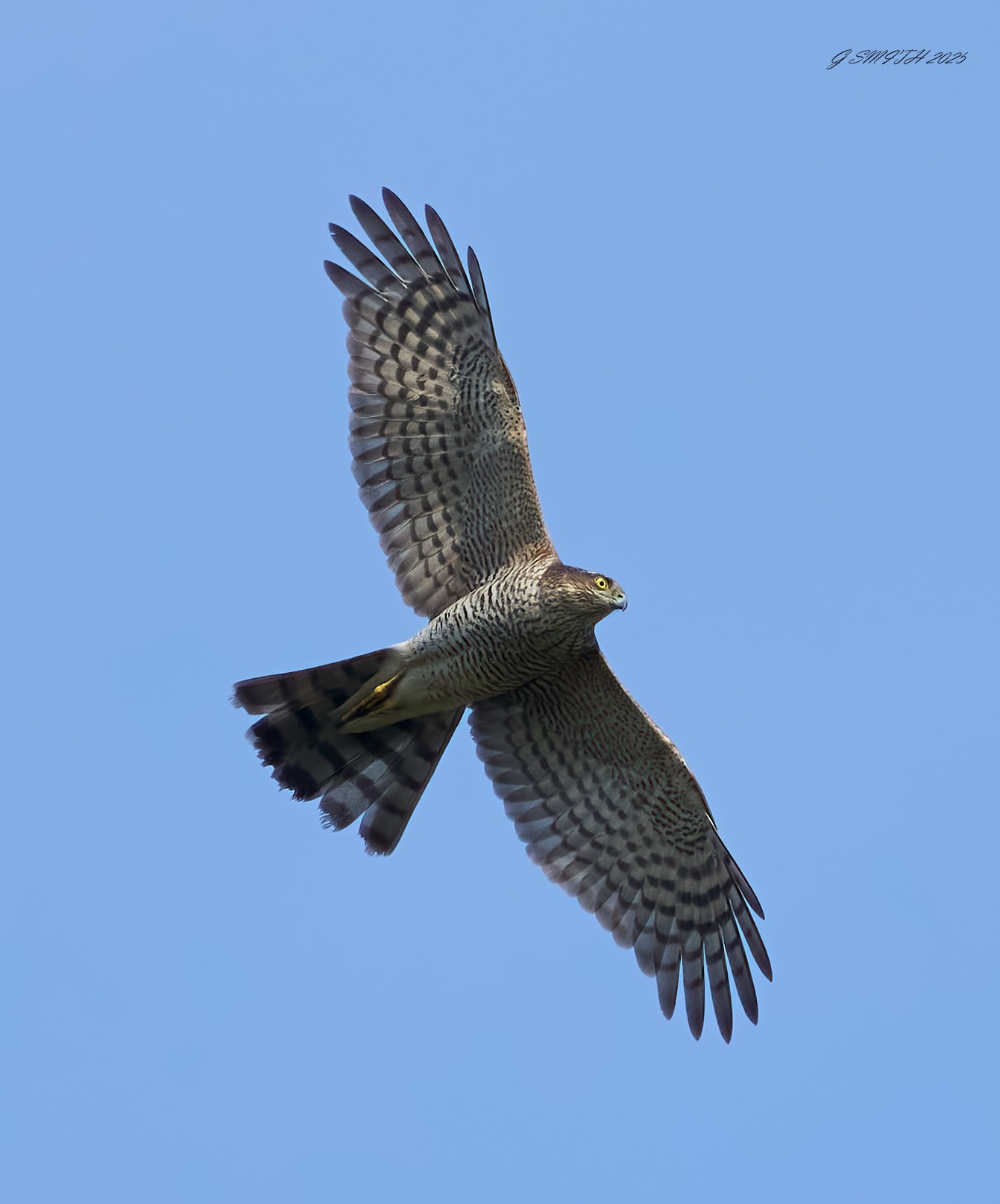 sparrow hawk 2025_3.jpg