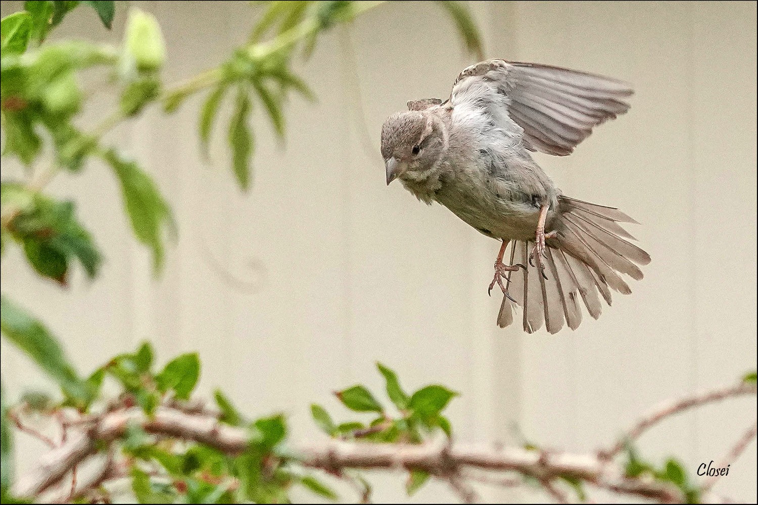 Sparrow r.jpg