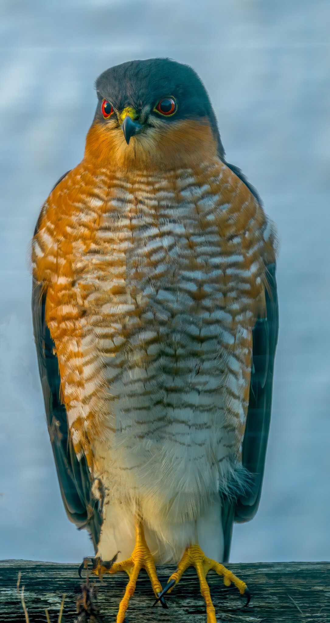 Sparrowhawk Portrait 12.jpg