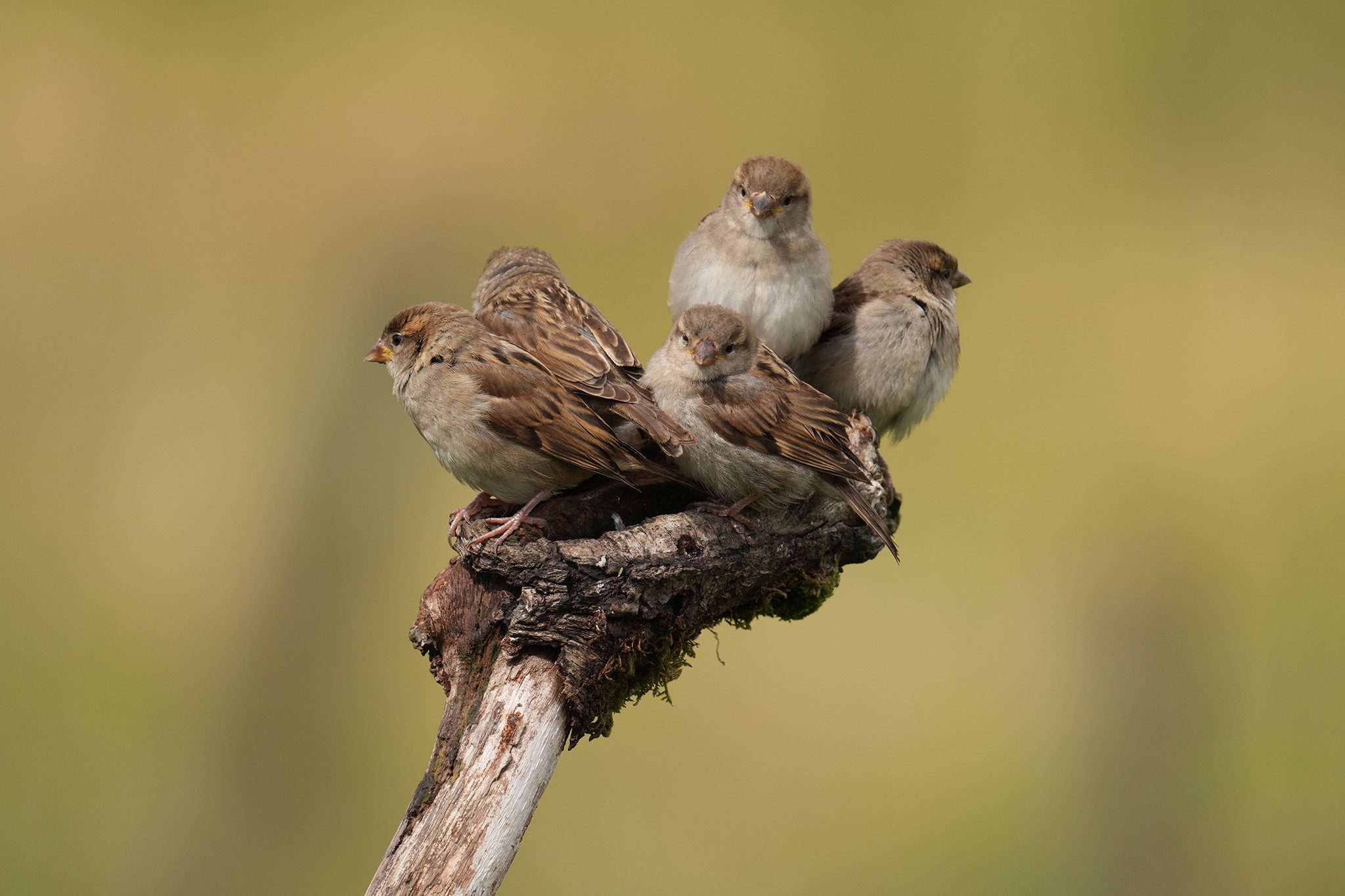 Sparrows-DSC00075-208px.jpg