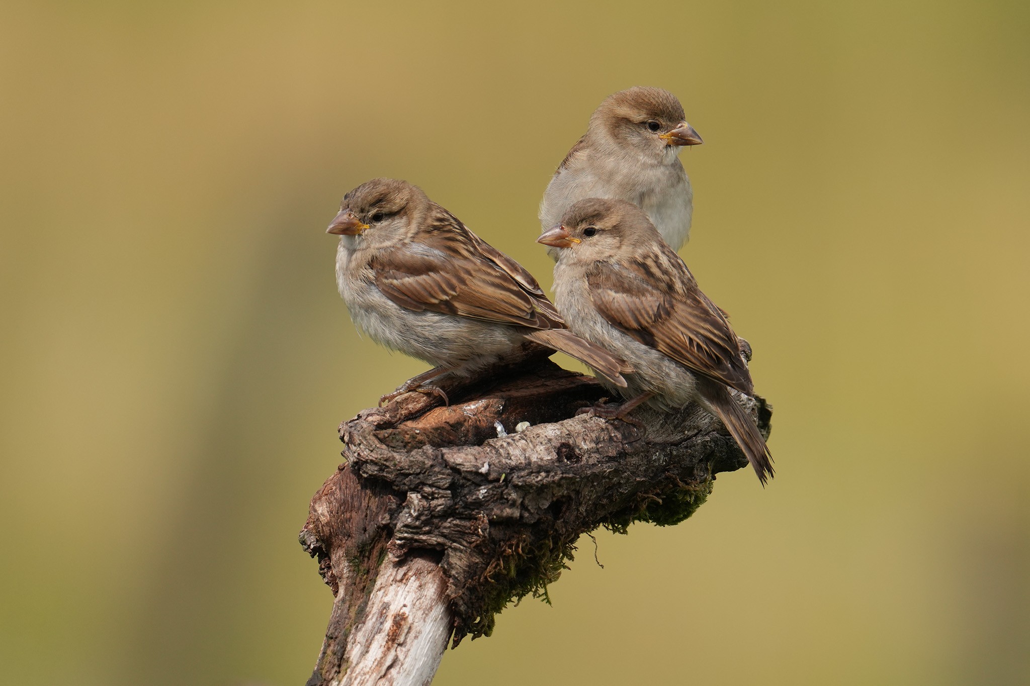 Sparrows-DSC00077-208px.jpg