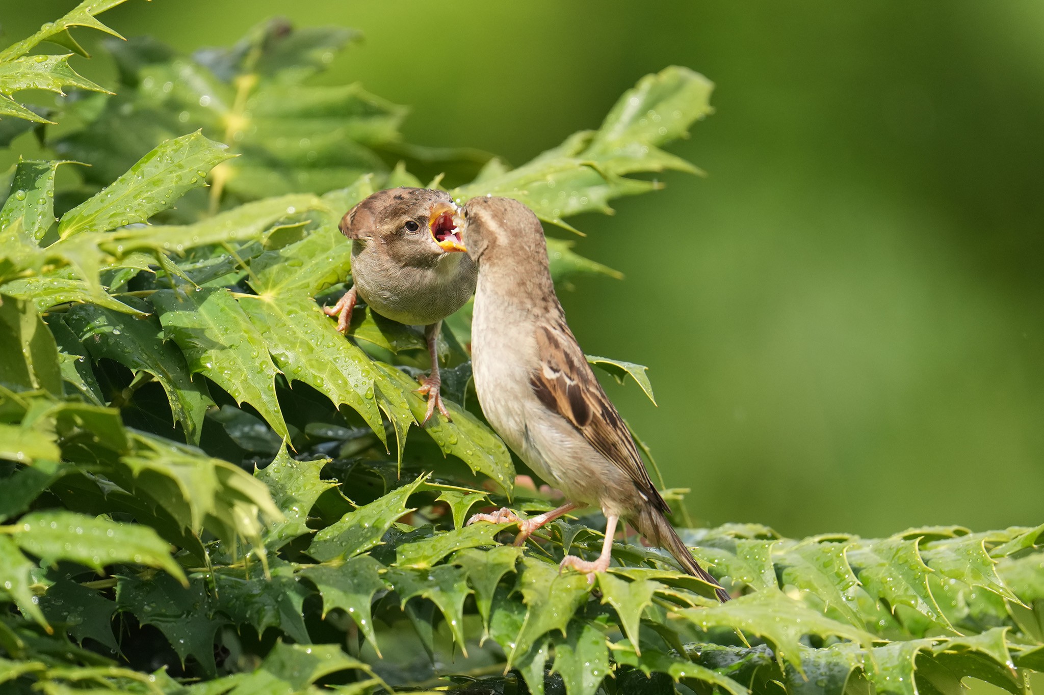 Sparrows-DSC00088-208px.jpg
